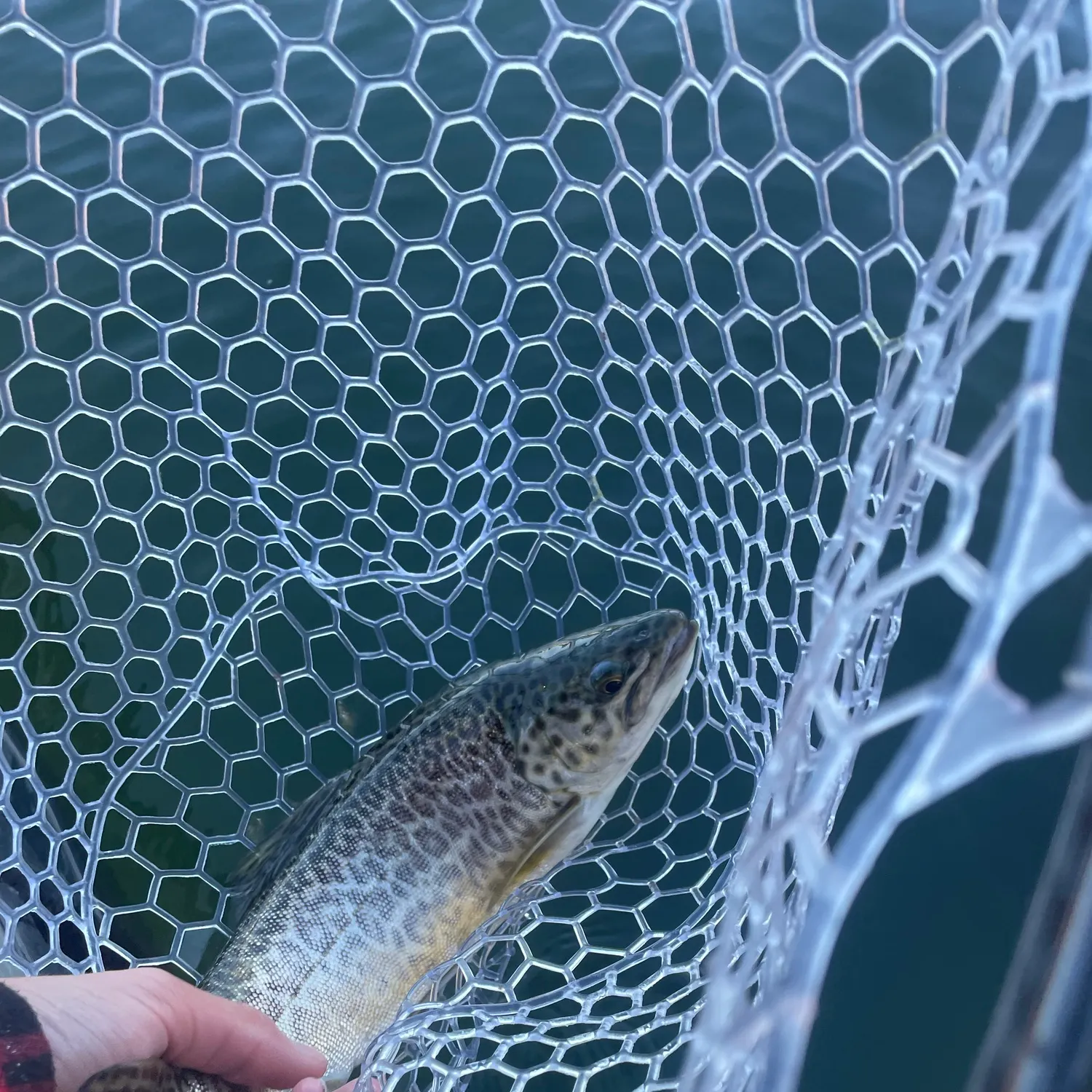 Tiger trout caught on Fishbrain