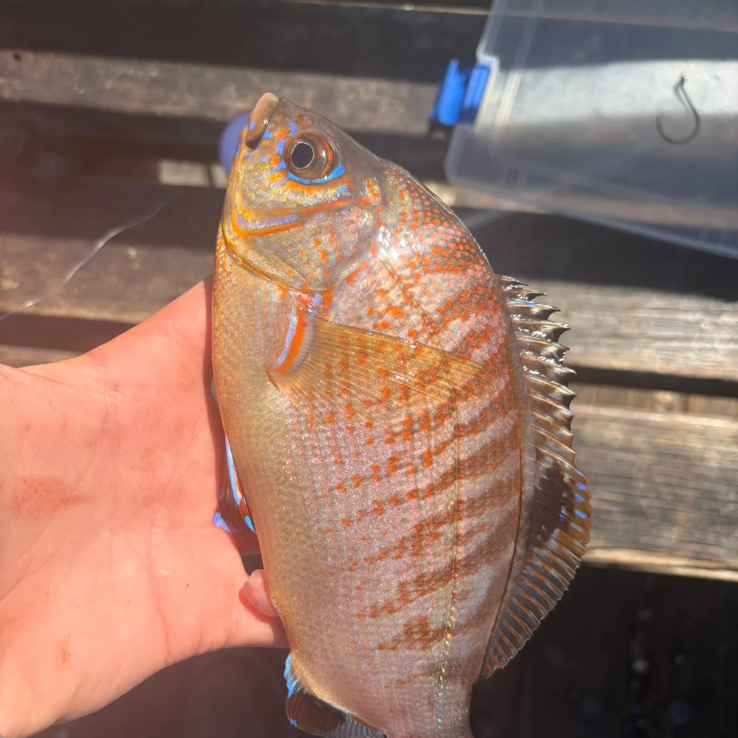 The most recent Rainbow surfperch catches on Fishbrain