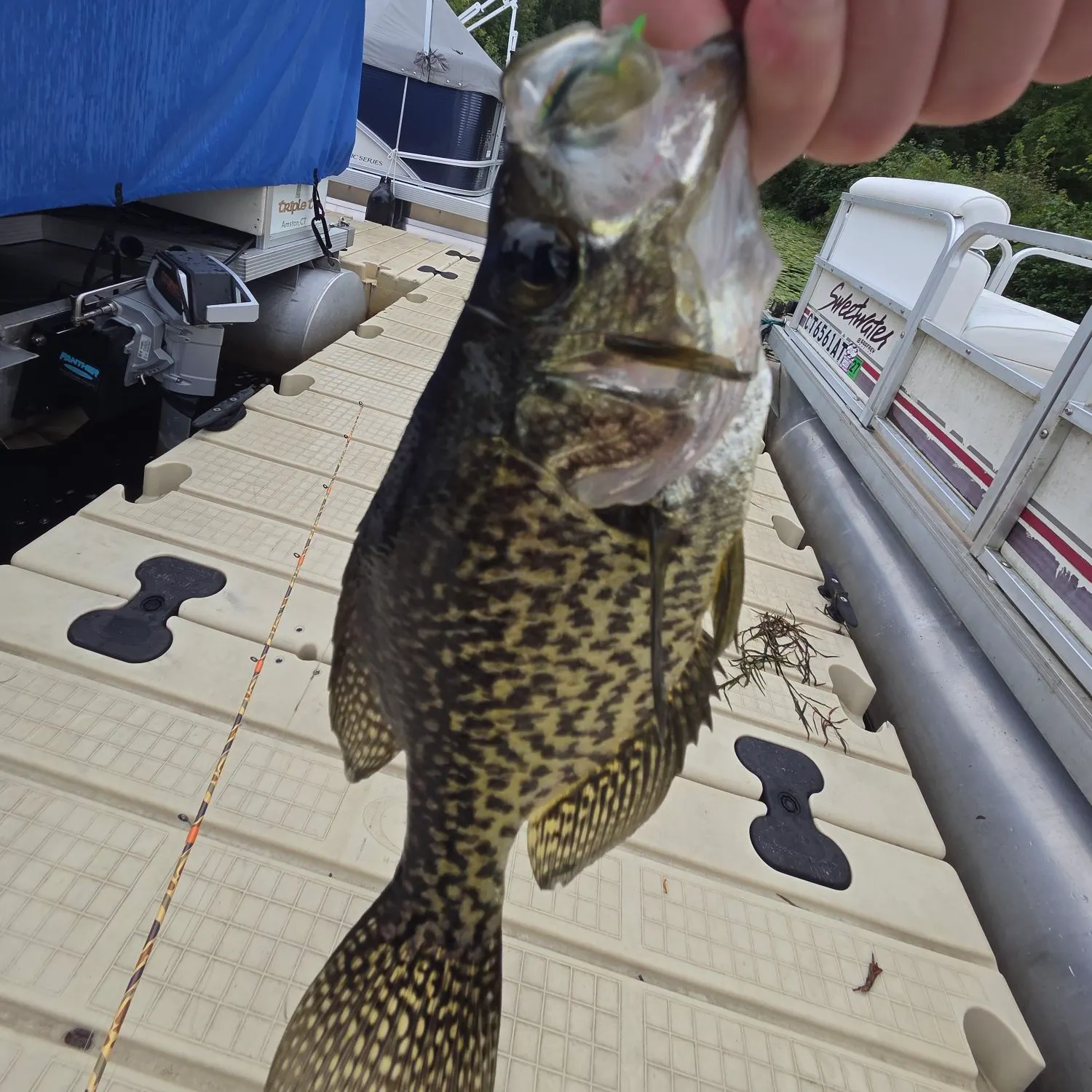 Black crappie caught on Fishbrain