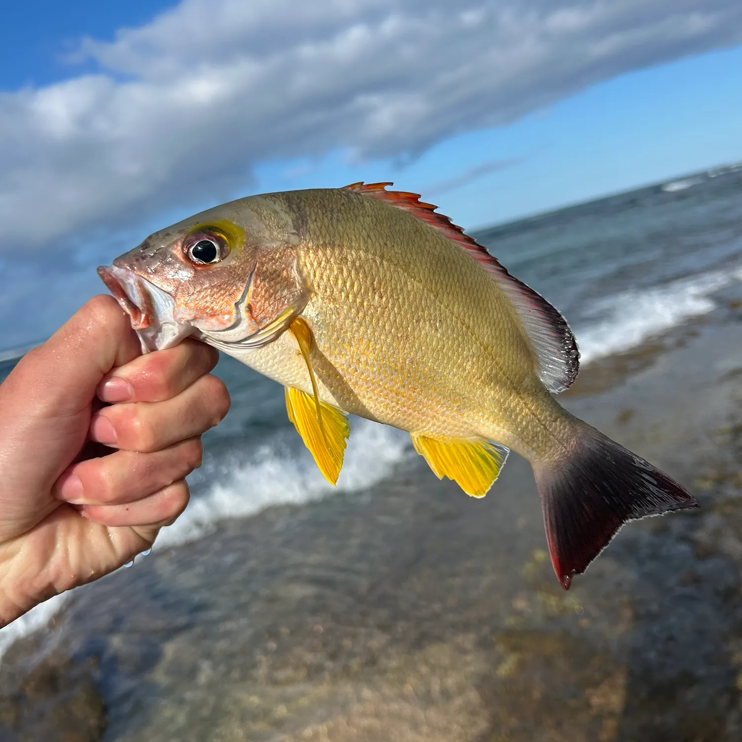 The most recent Blacktail snapper catches on Fishbrain