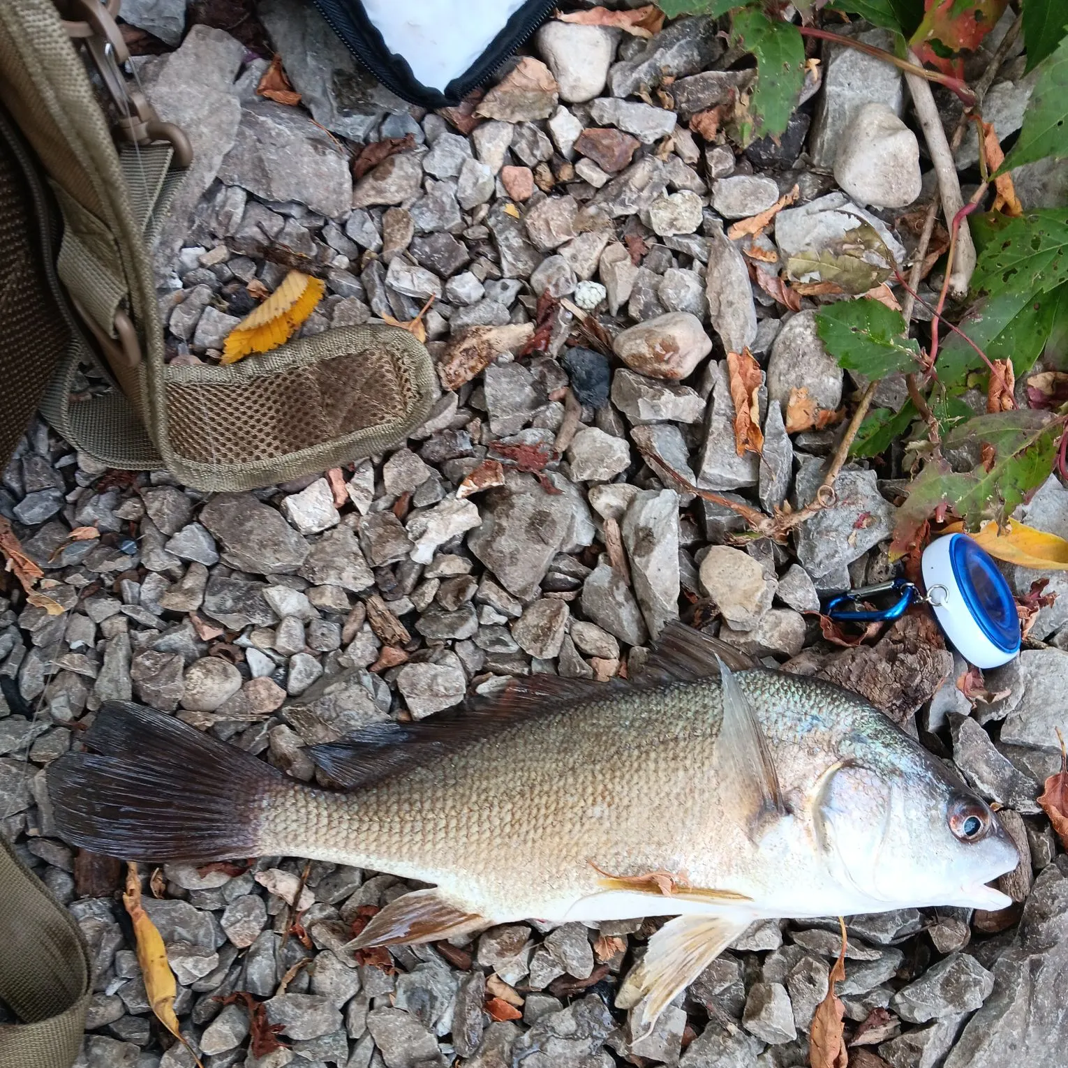 Freshwater drum caught on Fishbrain