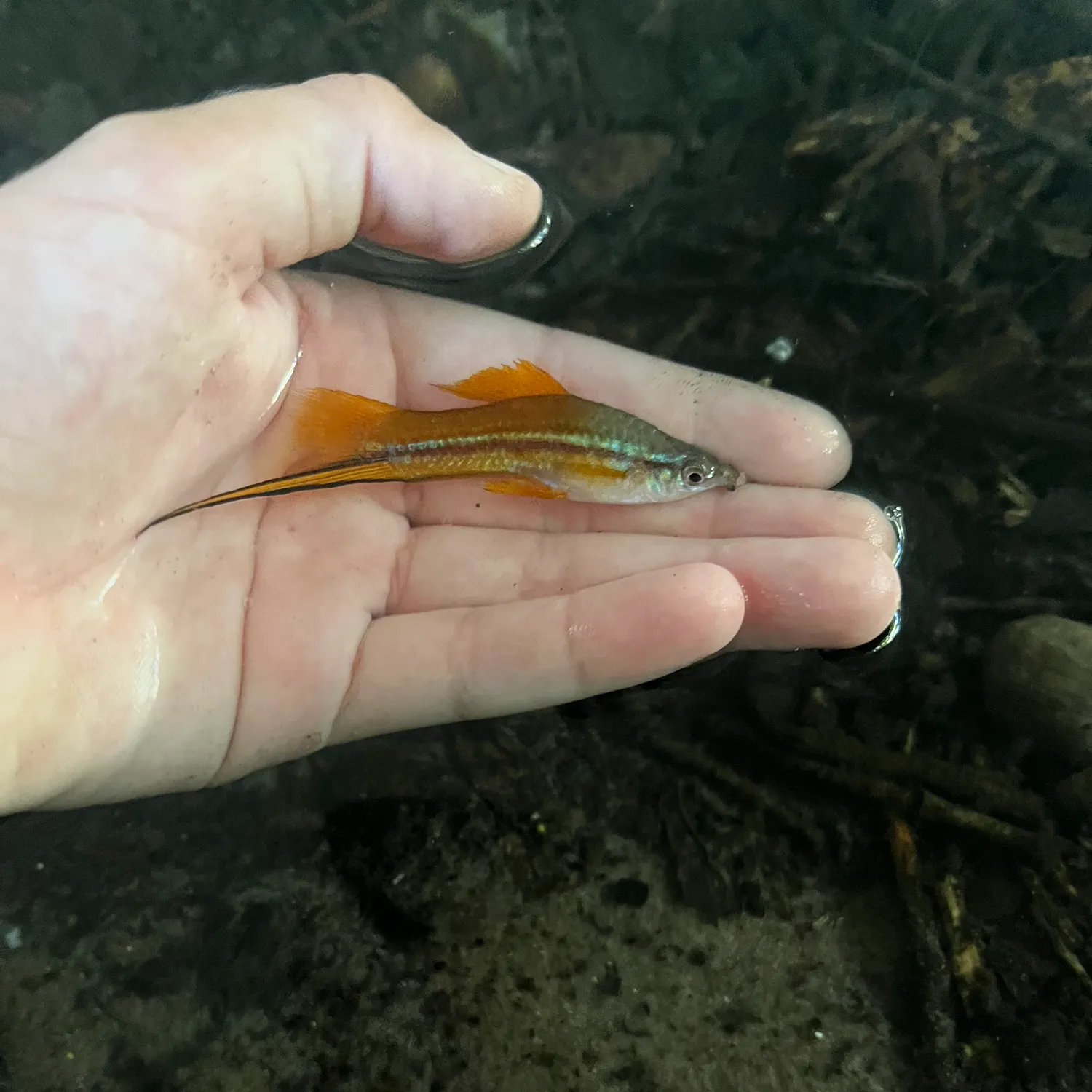 Green swordtail caught on Fishbrain
