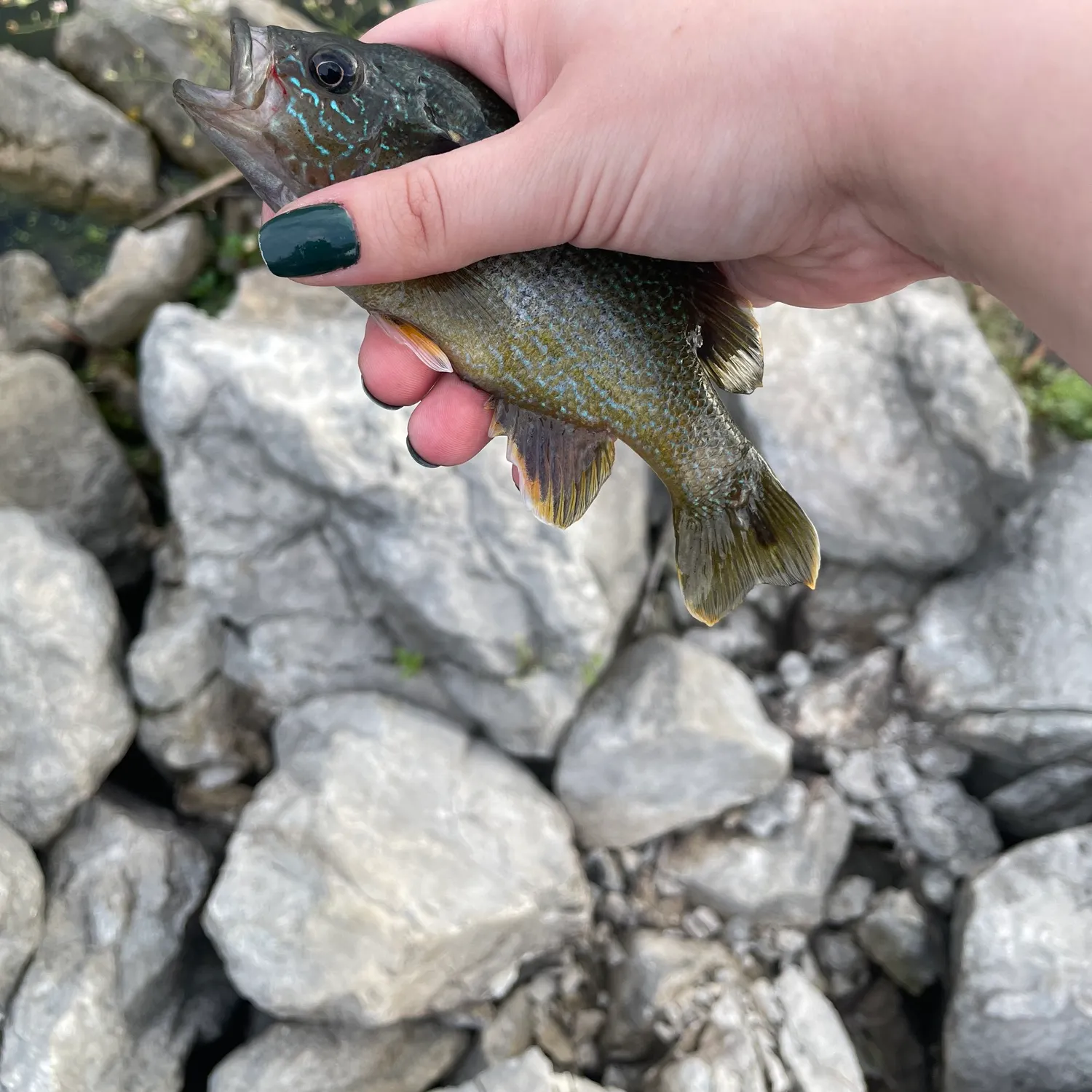 Green sunfish caught on Fishbrain