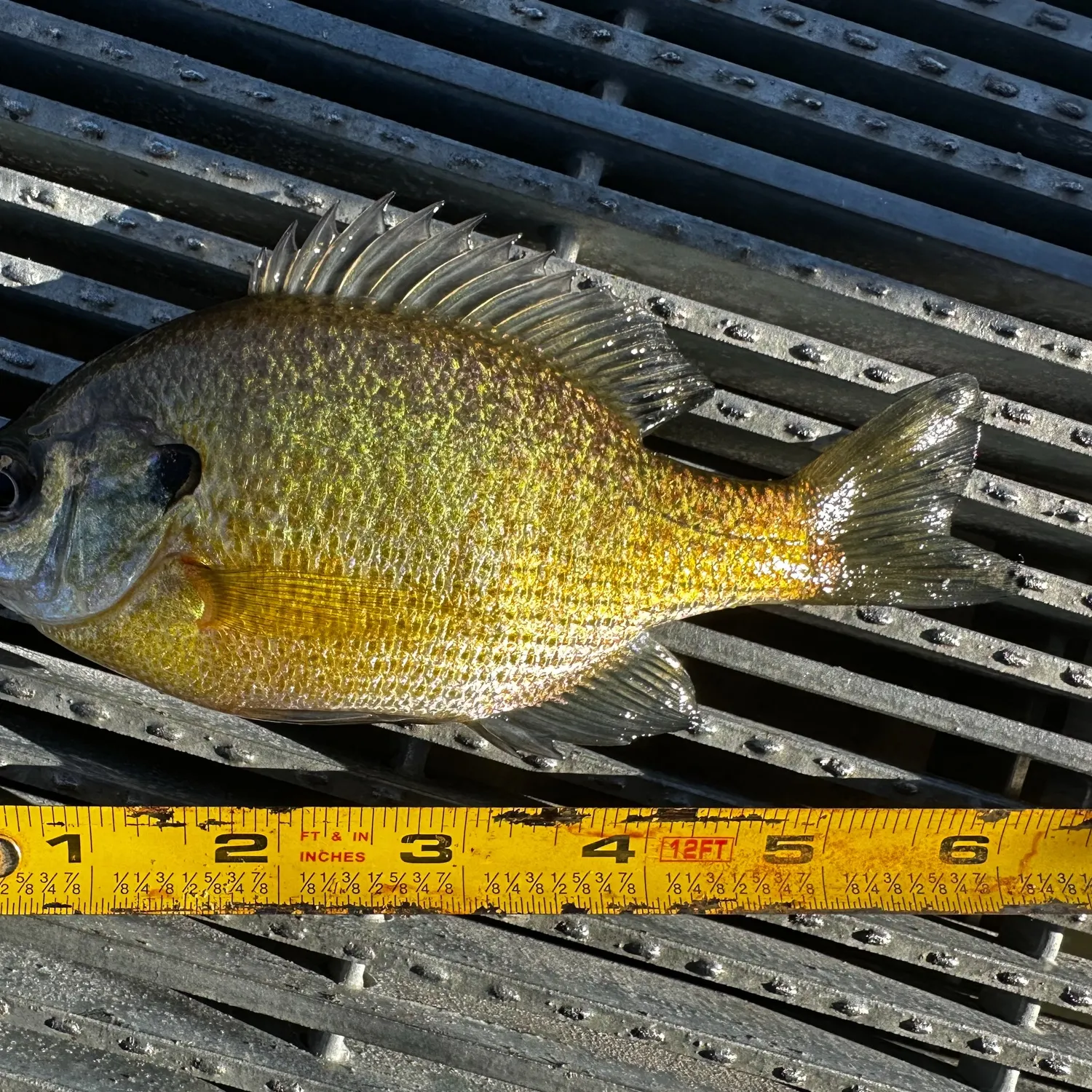 Bluegill caught on Fishbrain