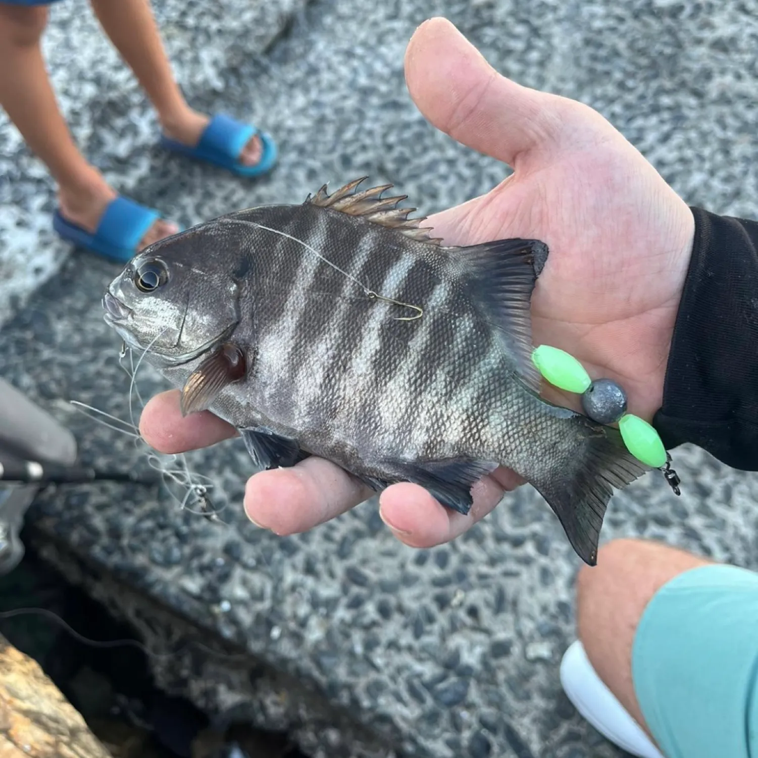 The most popular recent Galjoen catch on Fishbrain