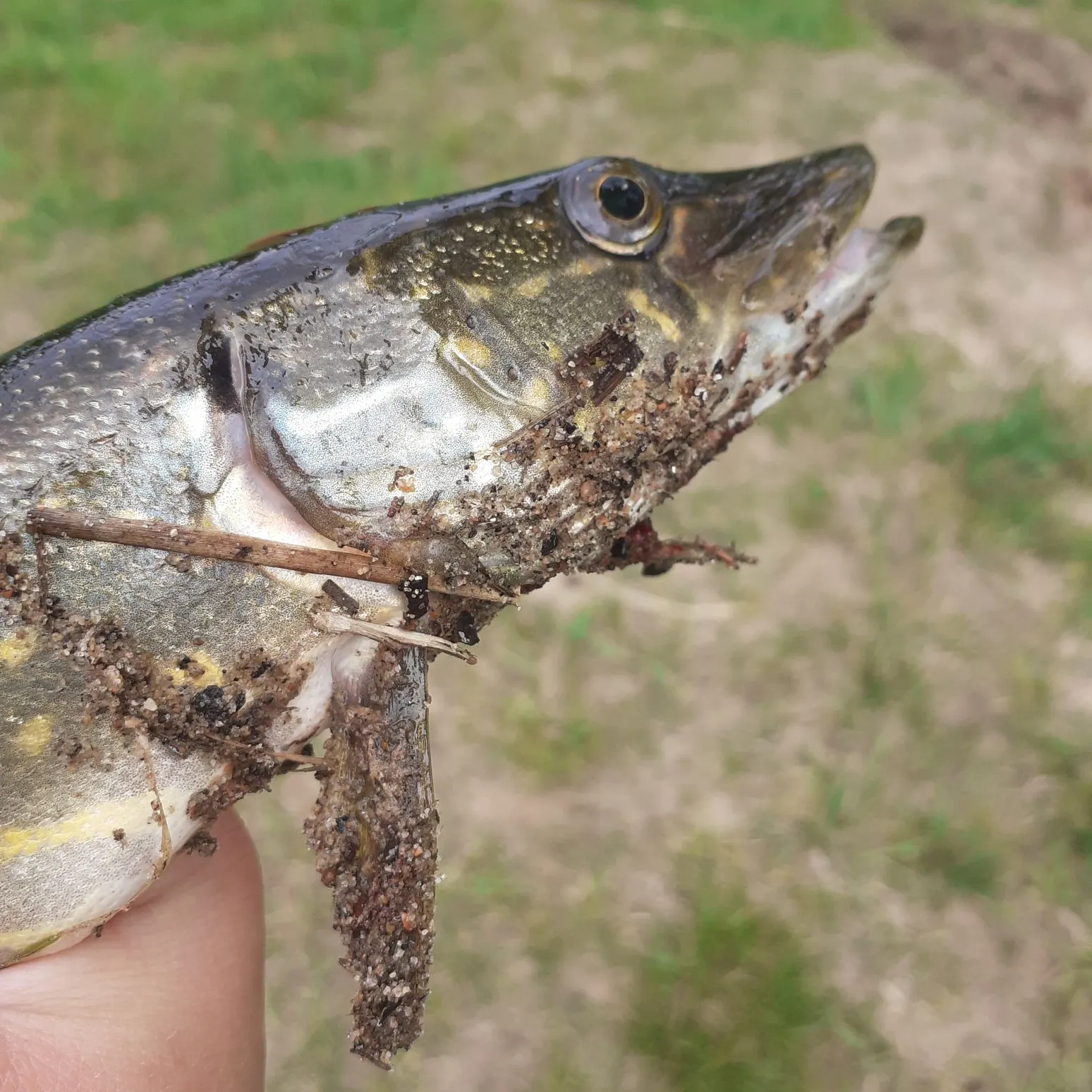 Northern pike caught on Fishbrain