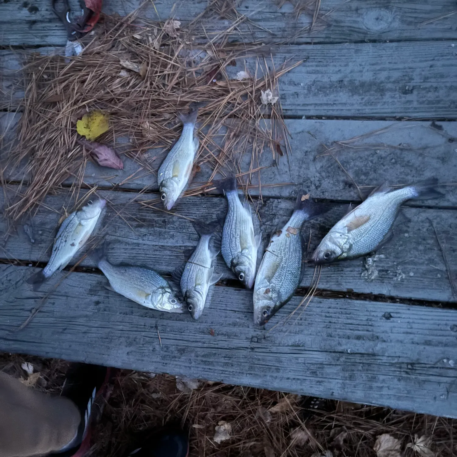 recently logged catches