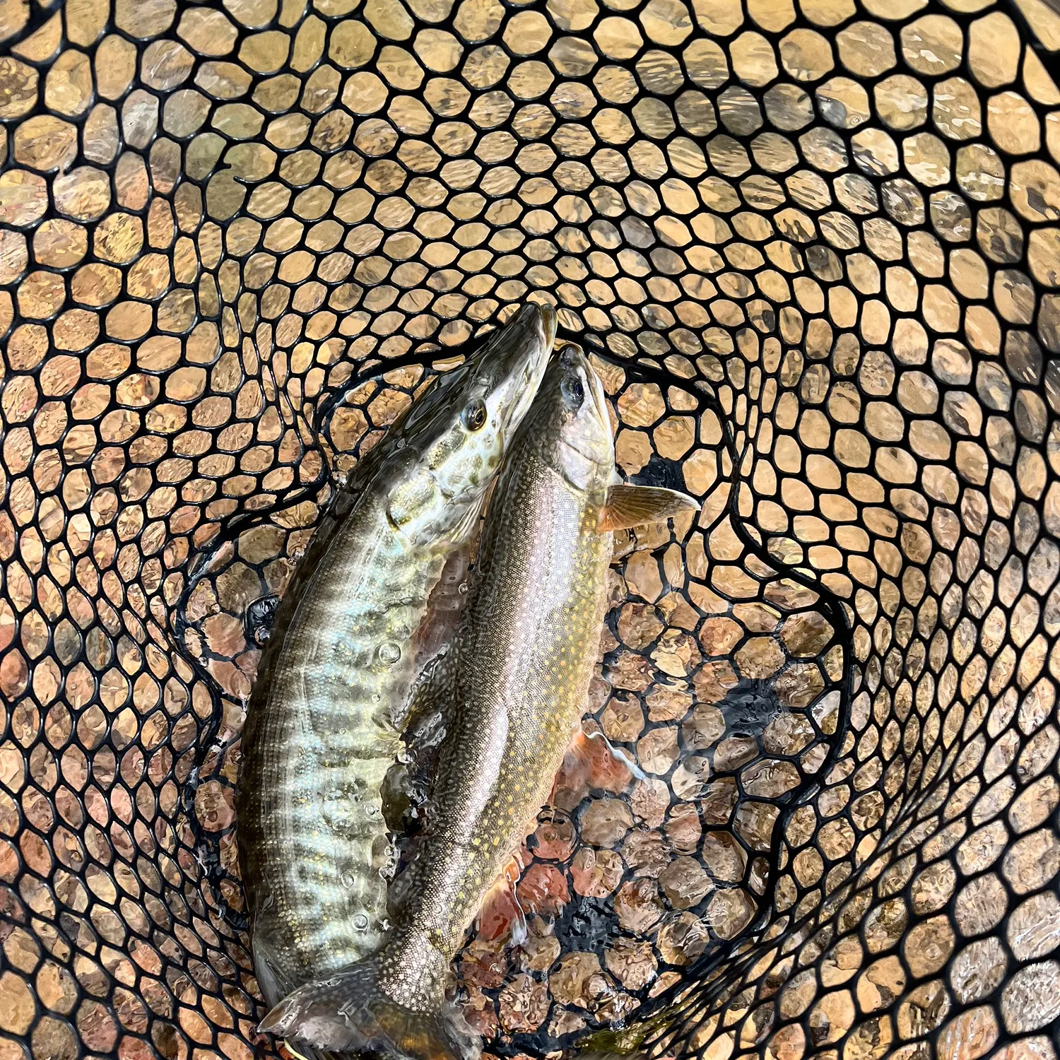 The most recent Splake catches on Fishbrain