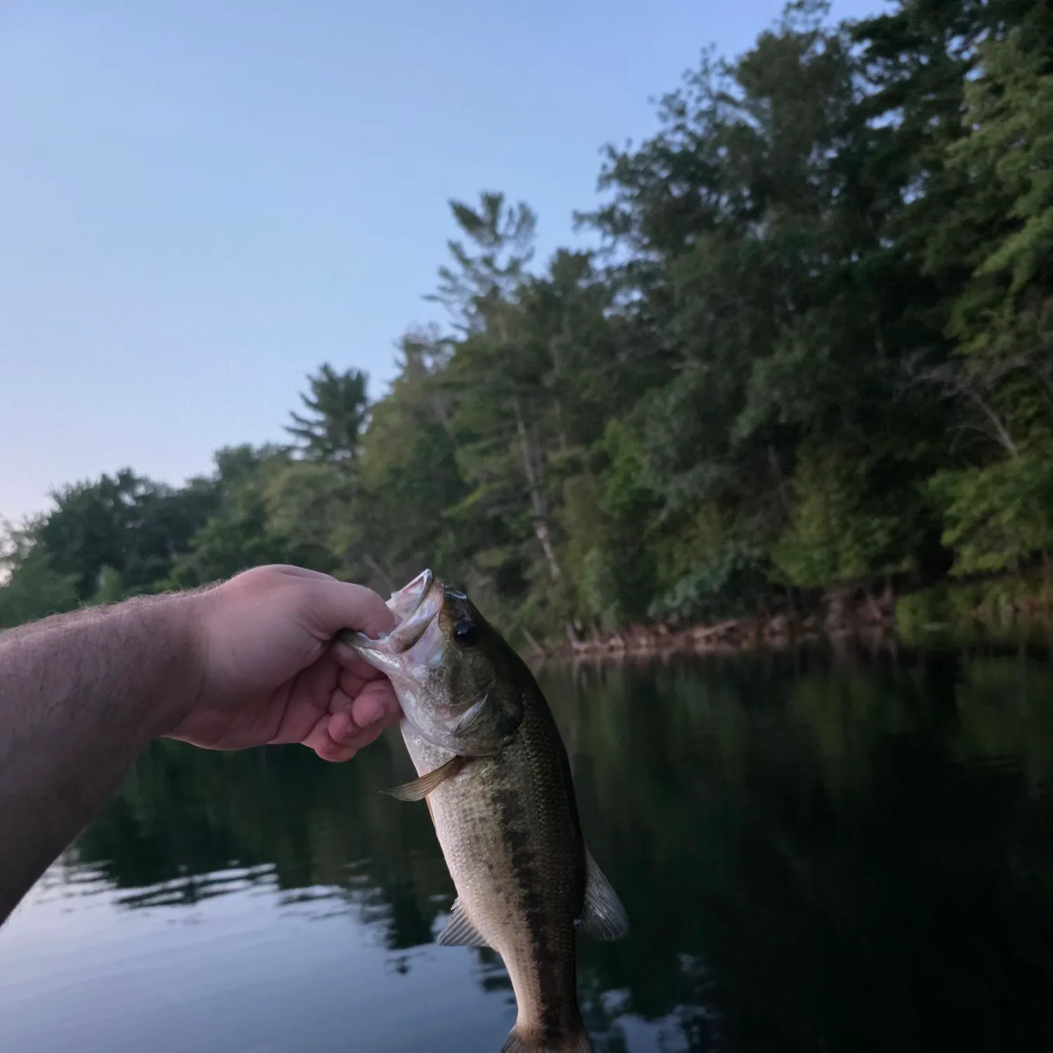 Largemouth bass caught on Fishbrain