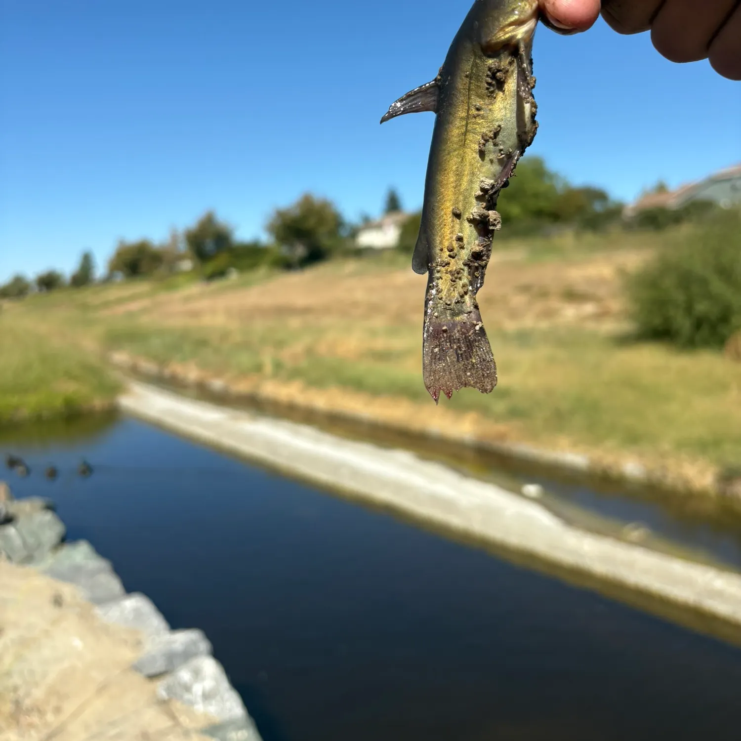 Yellow bullhead caught on Fishbrain