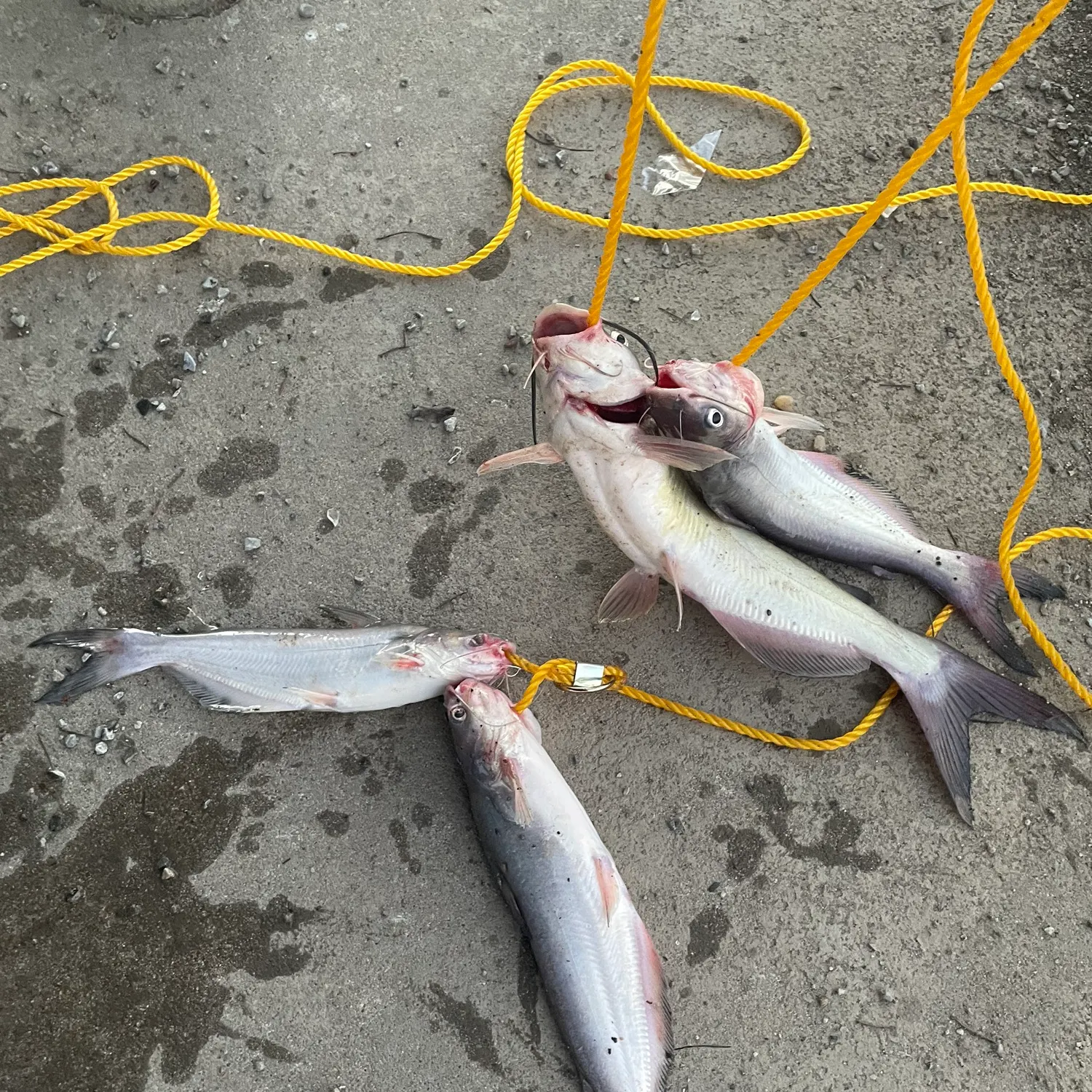 Blue catfish caught on Fishbrain