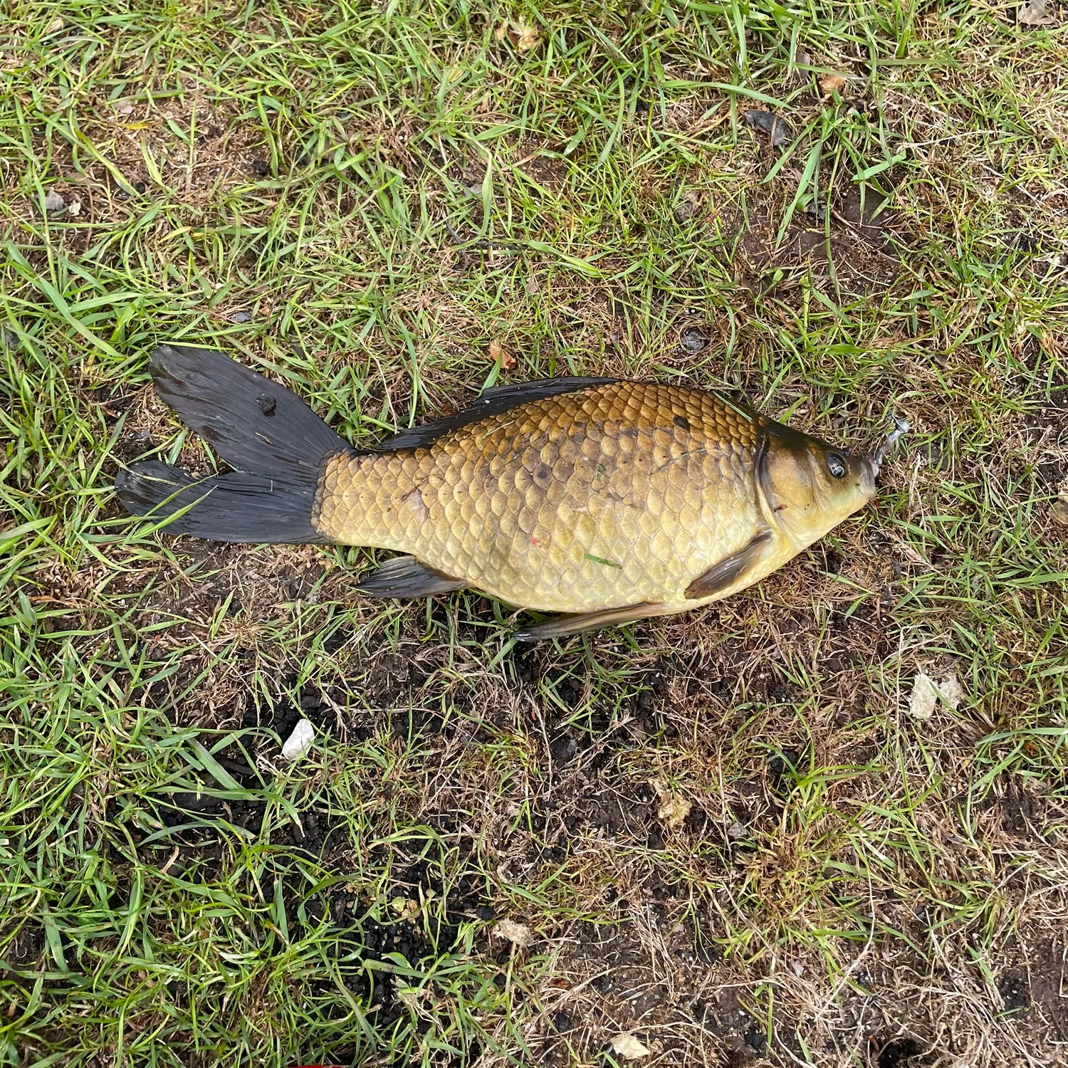The most recent Crucian carp catches on Fishbrain