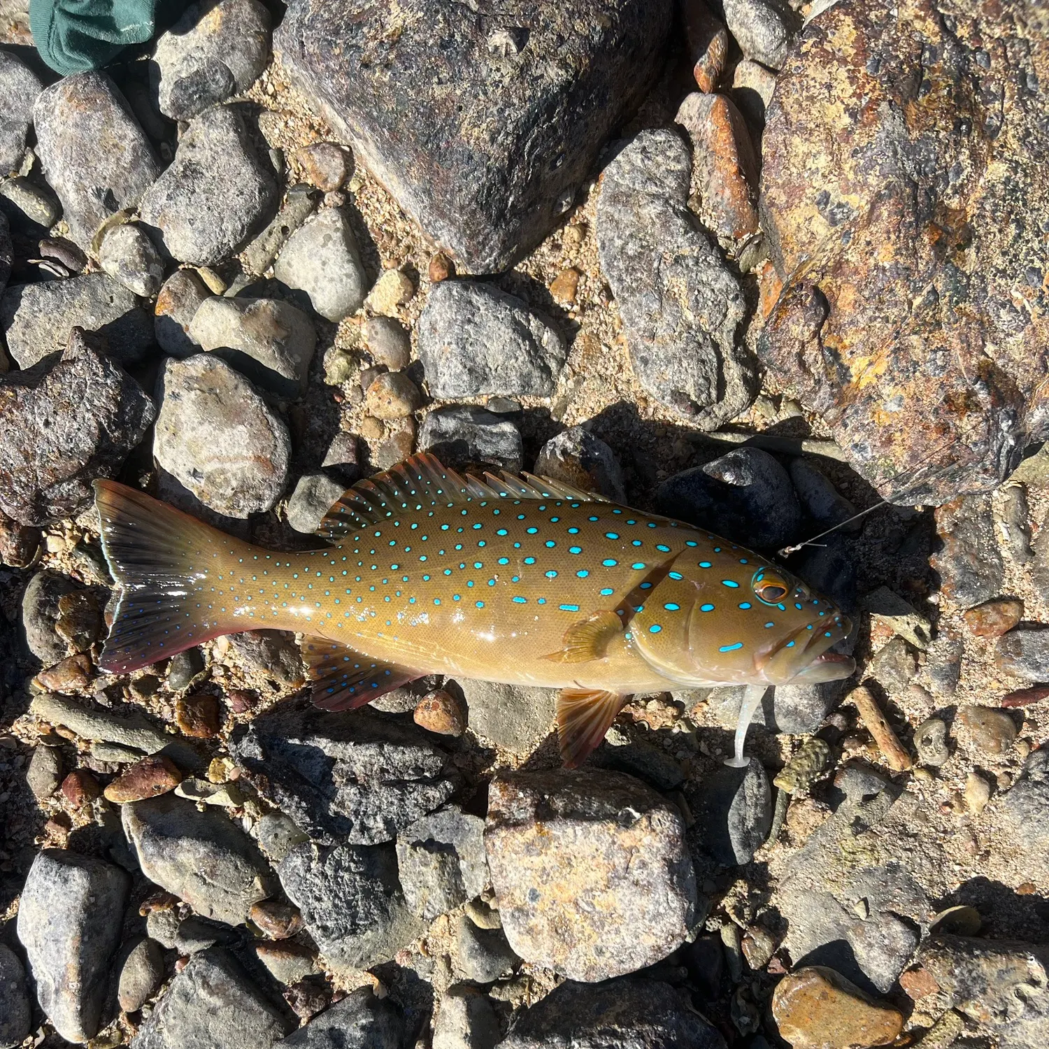 The most recent Spotted coralgrouper catches on Fishbrain