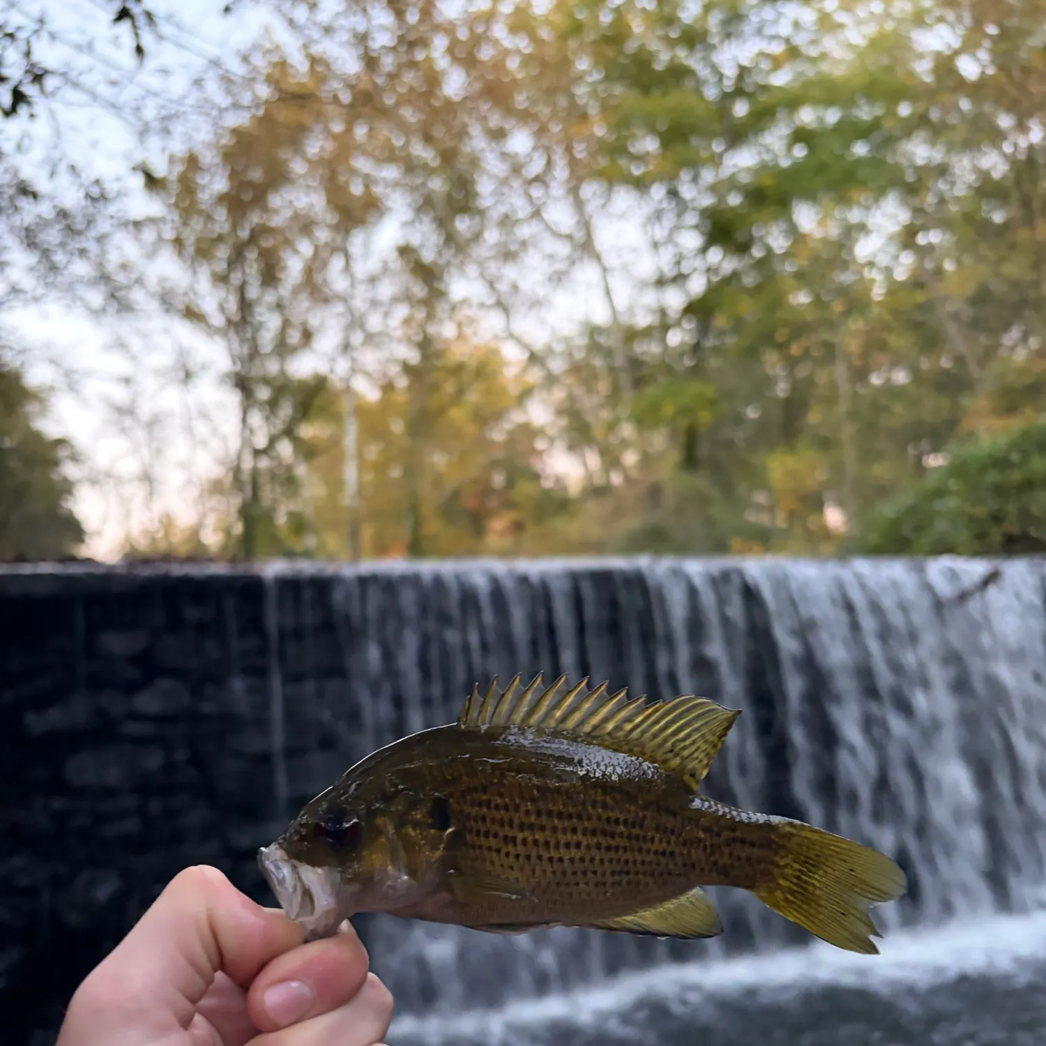 Rock bass caught on Fishbrain