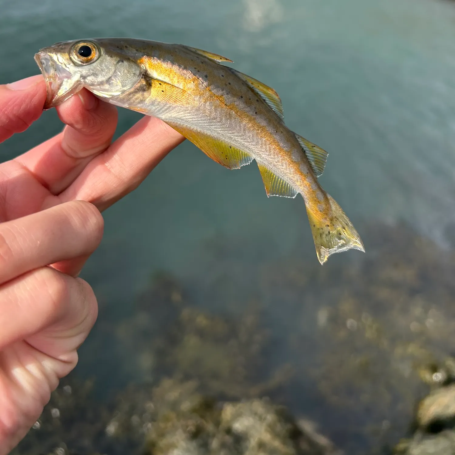 Pollack caught on Fishbrain