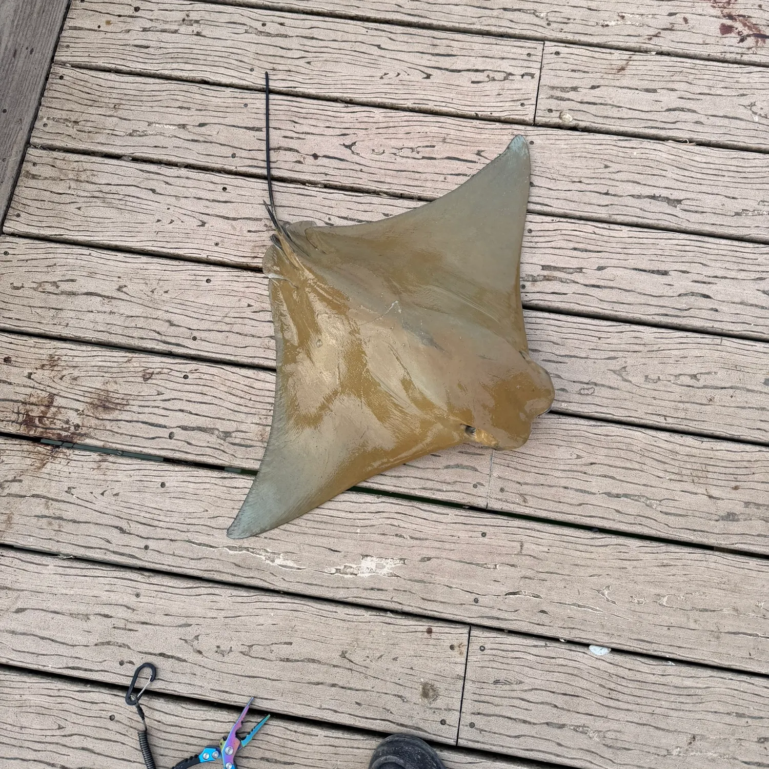 The most recent Cownose Ray catches on Fishbrain