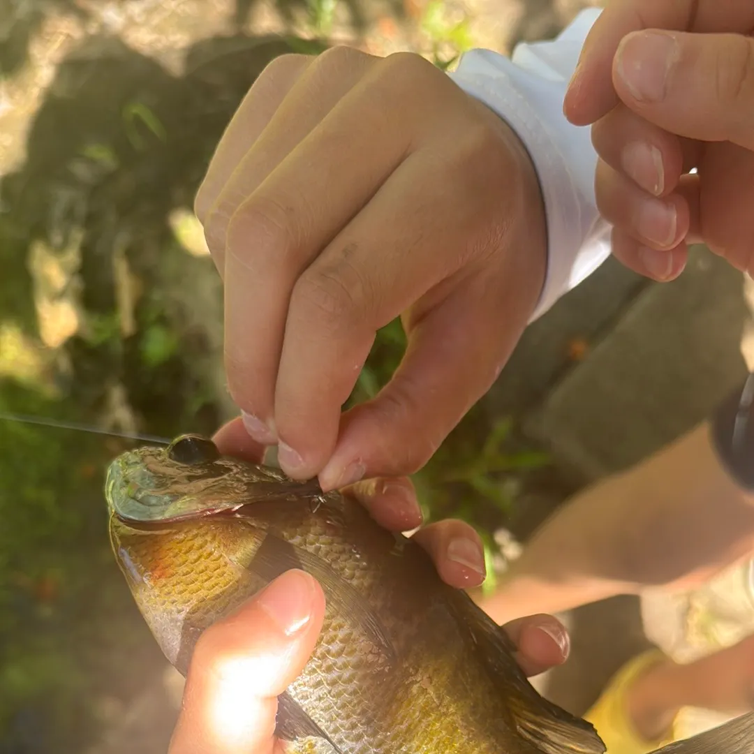 Bluegill caught on Fishbrain