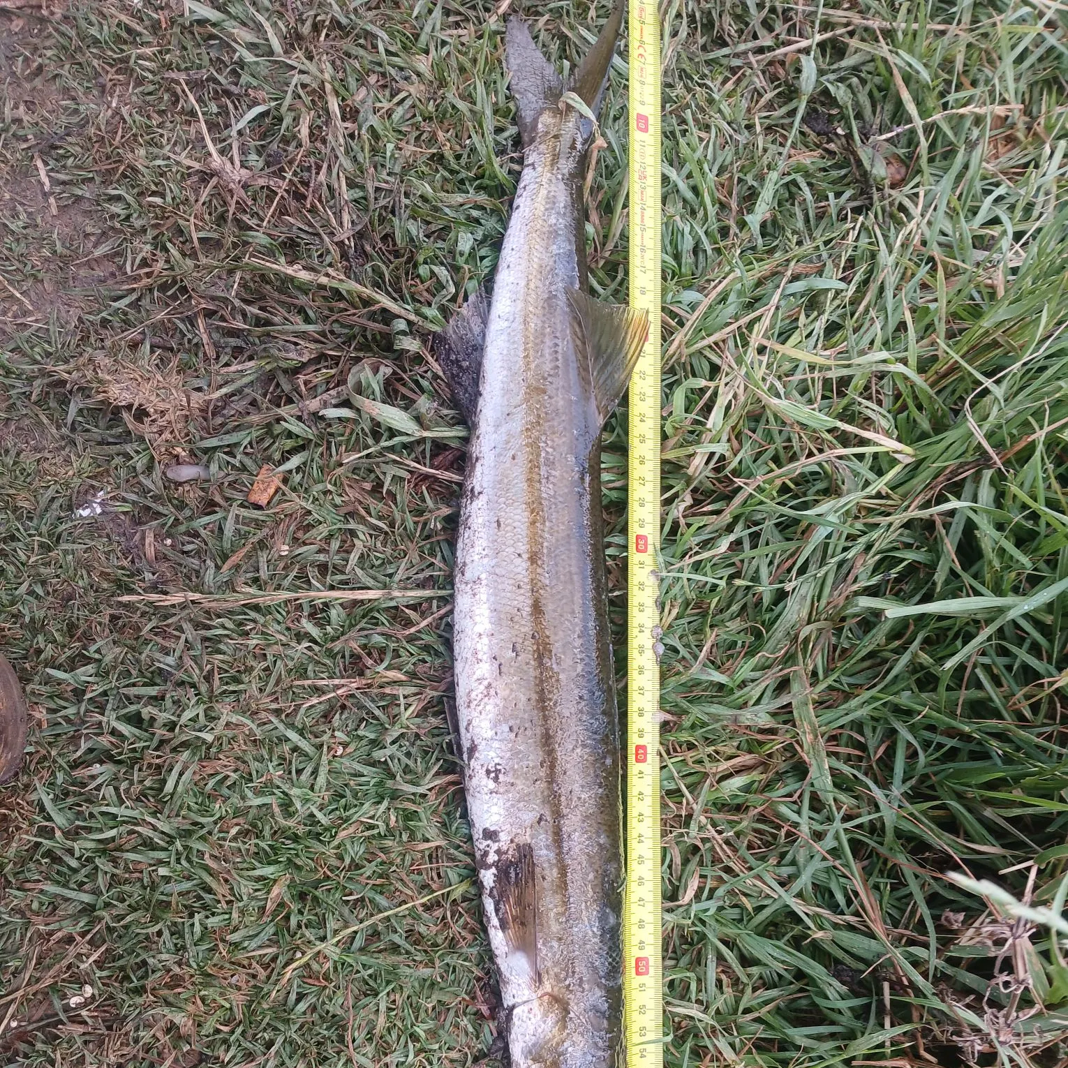 The most recent Australian barracuda catches on Fishbrain