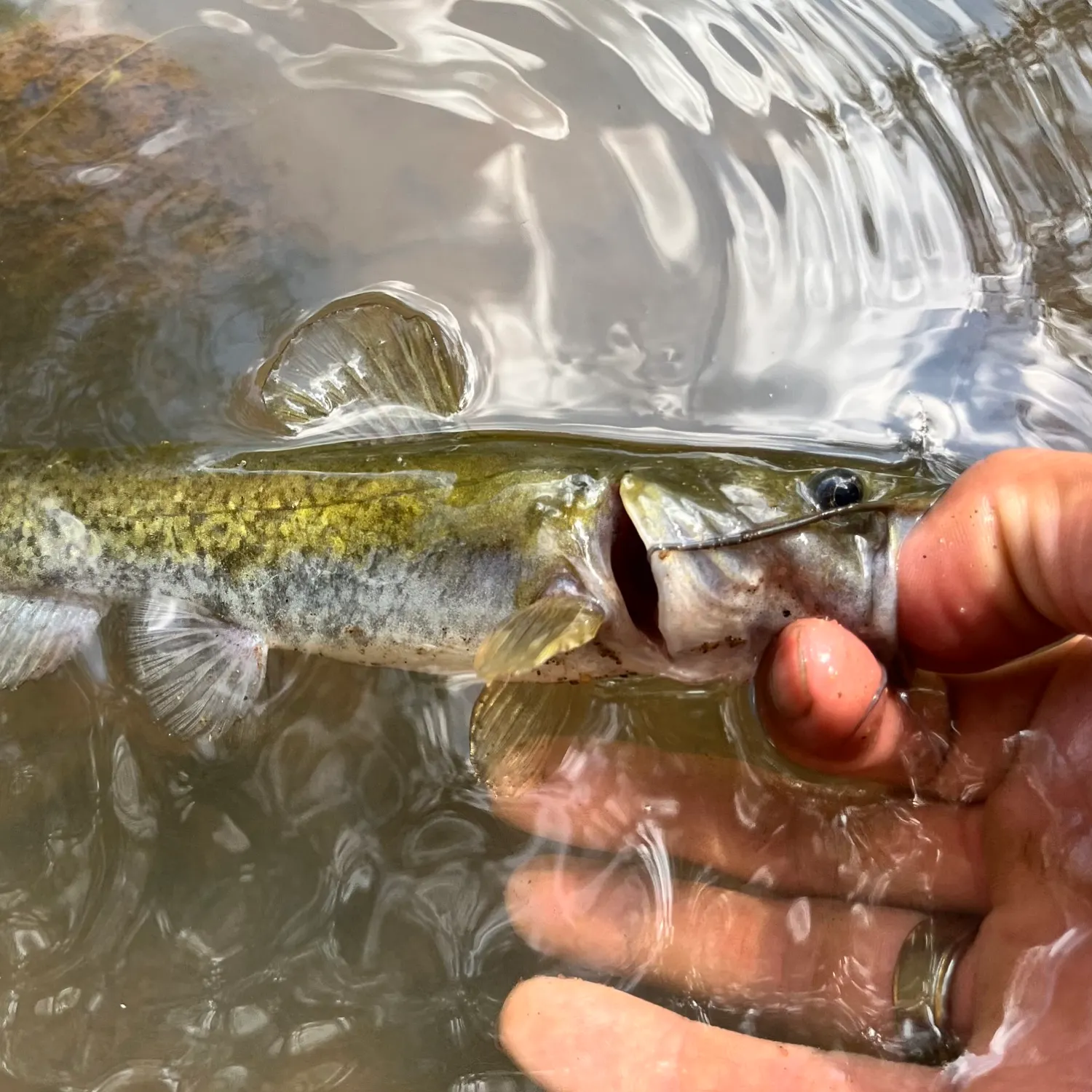 Snail bullhead caught on Fishbrain