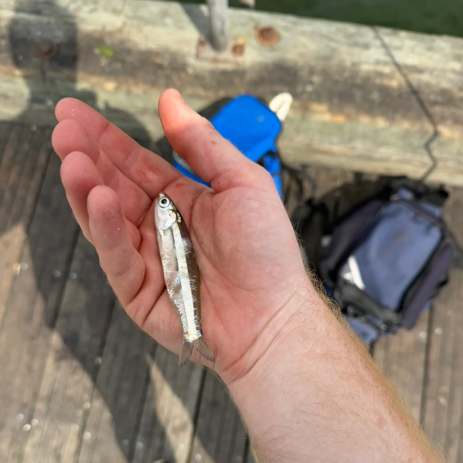 The most recent Broad-striped anchovy catches on Fishbrain
