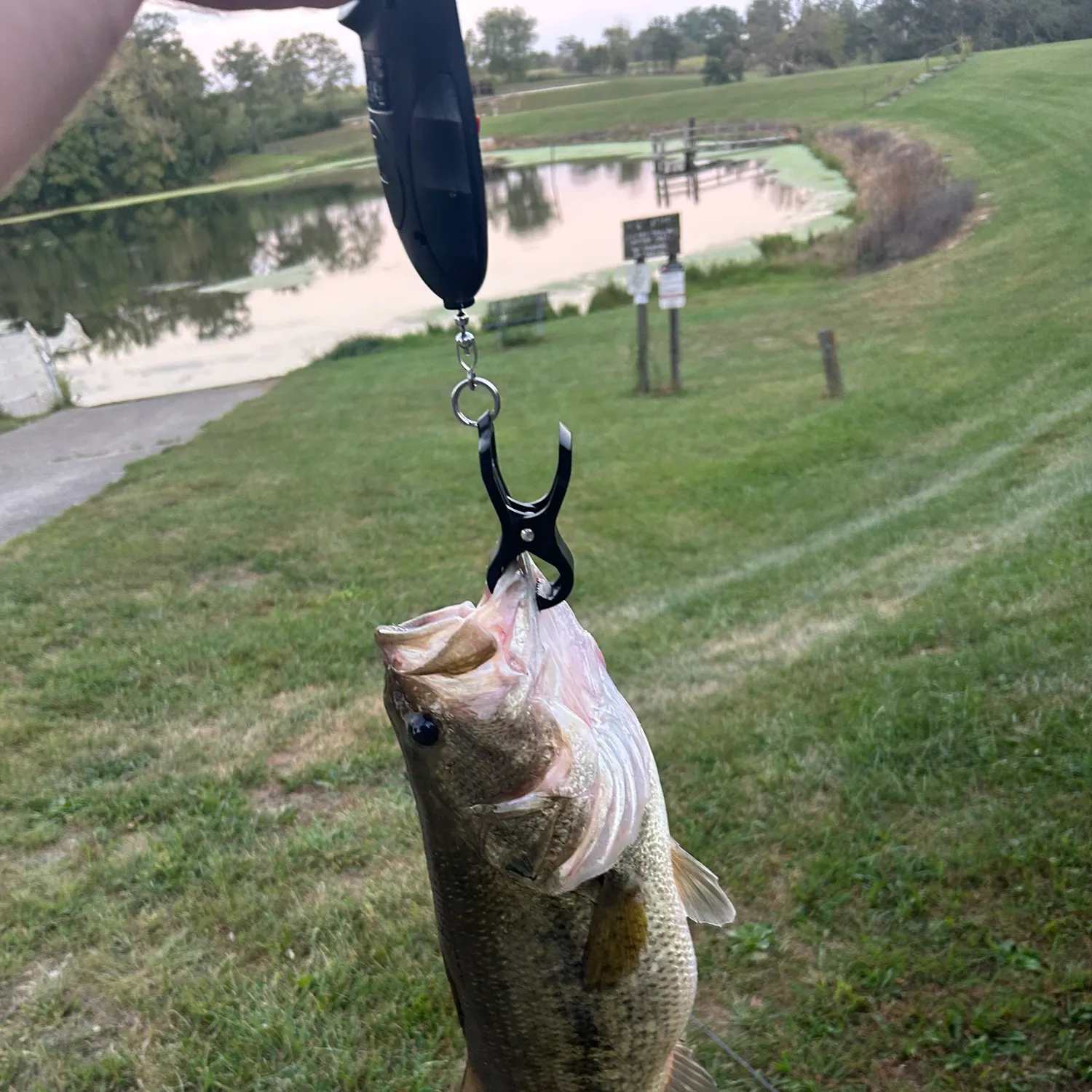 Largemouth bass caught on Fishbrain
