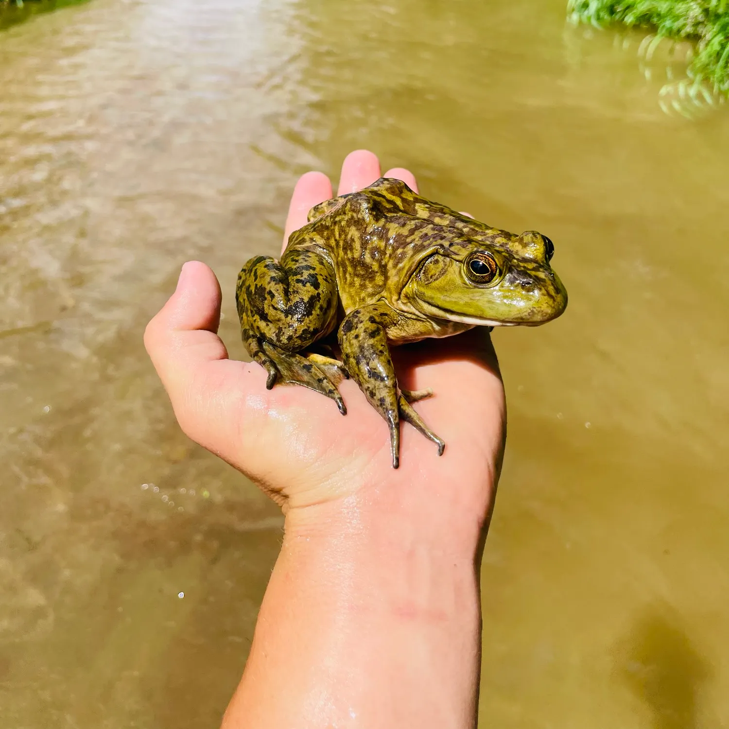 American bullfrog caught on Fishbrain