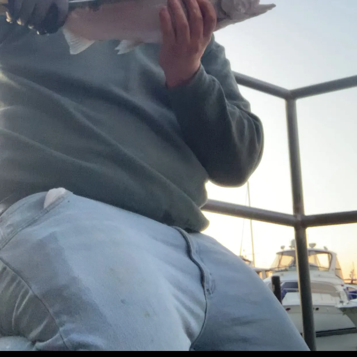 Coho salmon caught on Fishbrain