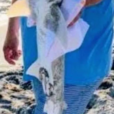 Smooth hammerhead shark caught on Fishbrain