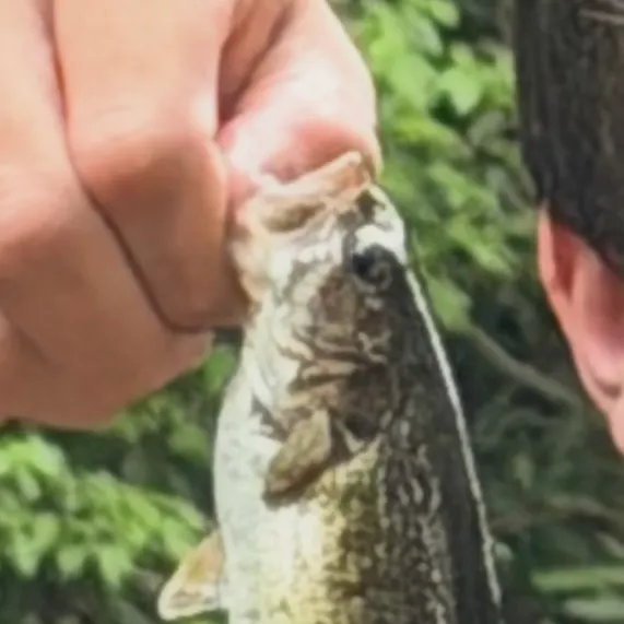 The most recent Chattahoochee bass catches on Fishbrain