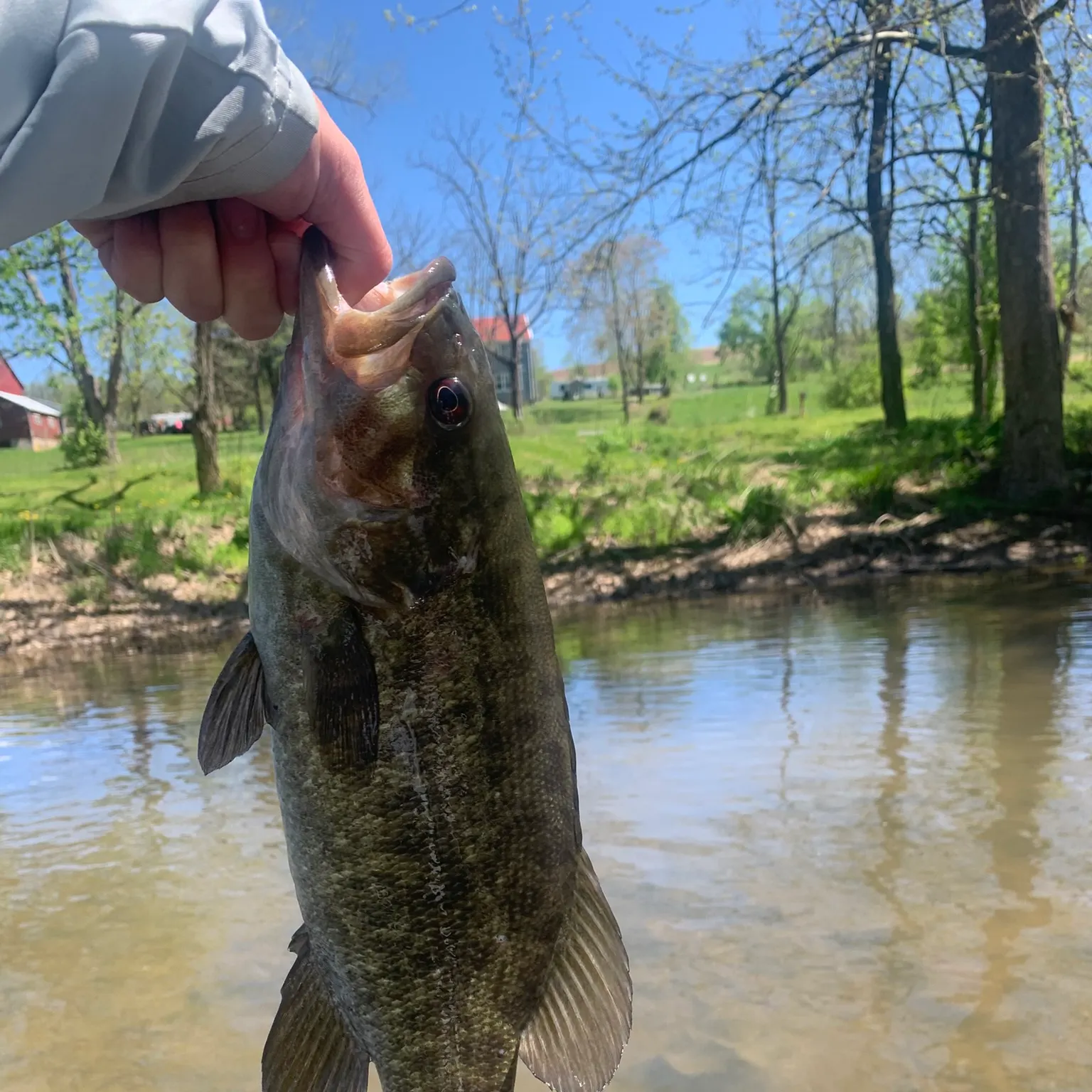 The most recent Smallmouth bass catches on Fishbrain