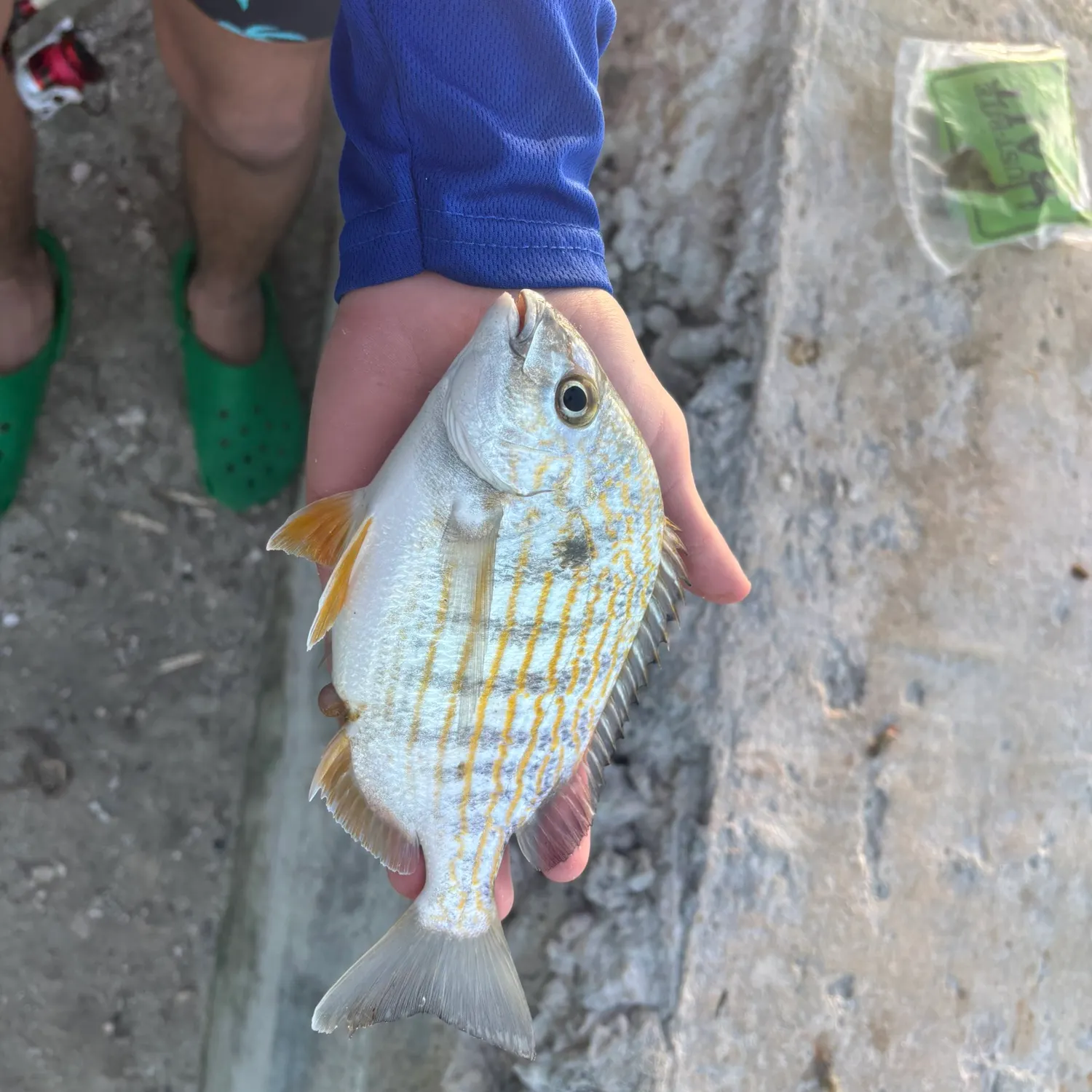 The most recent Pinfish catches on Fishbrain