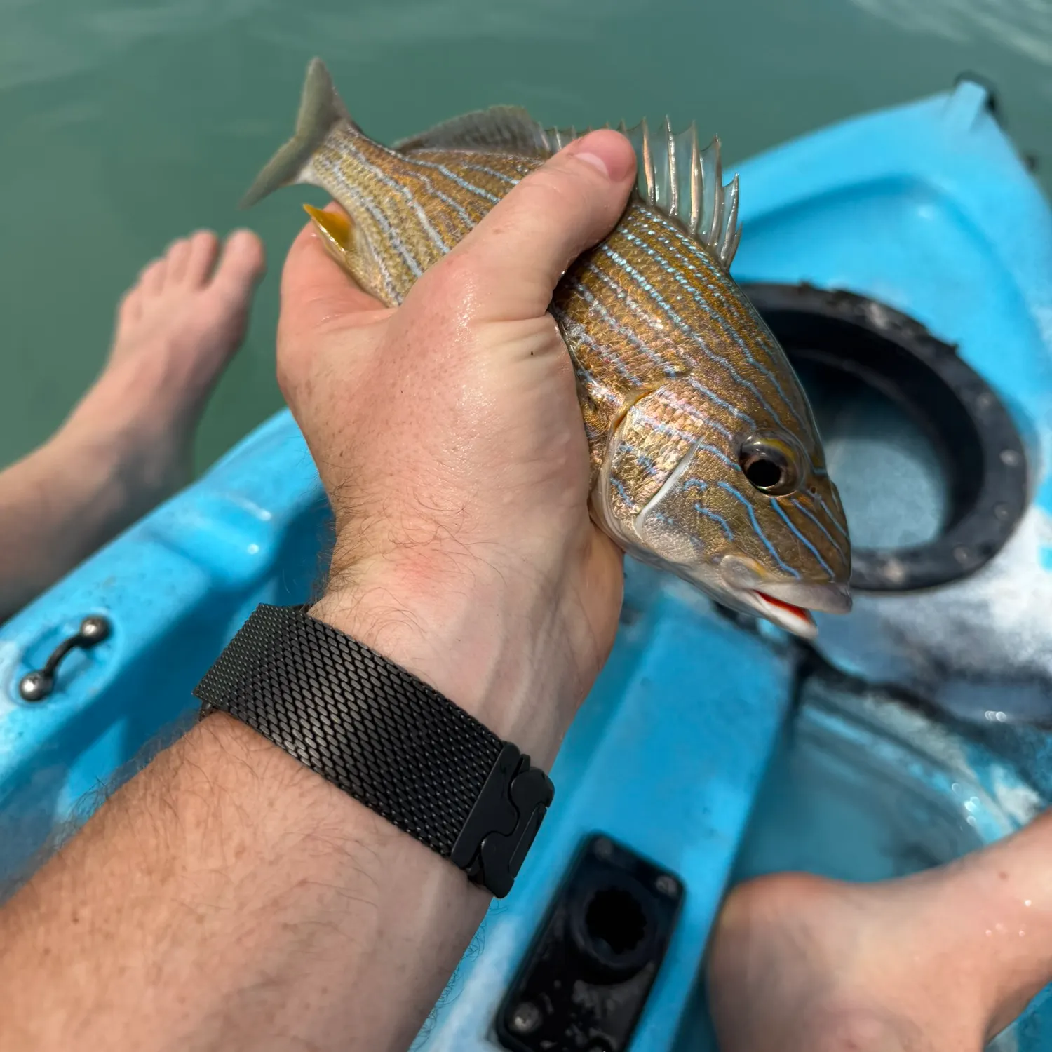 recently logged catches