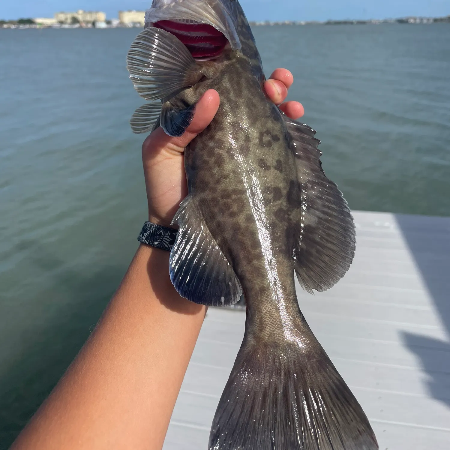 The most recent Black grouper catches on Fishbrain