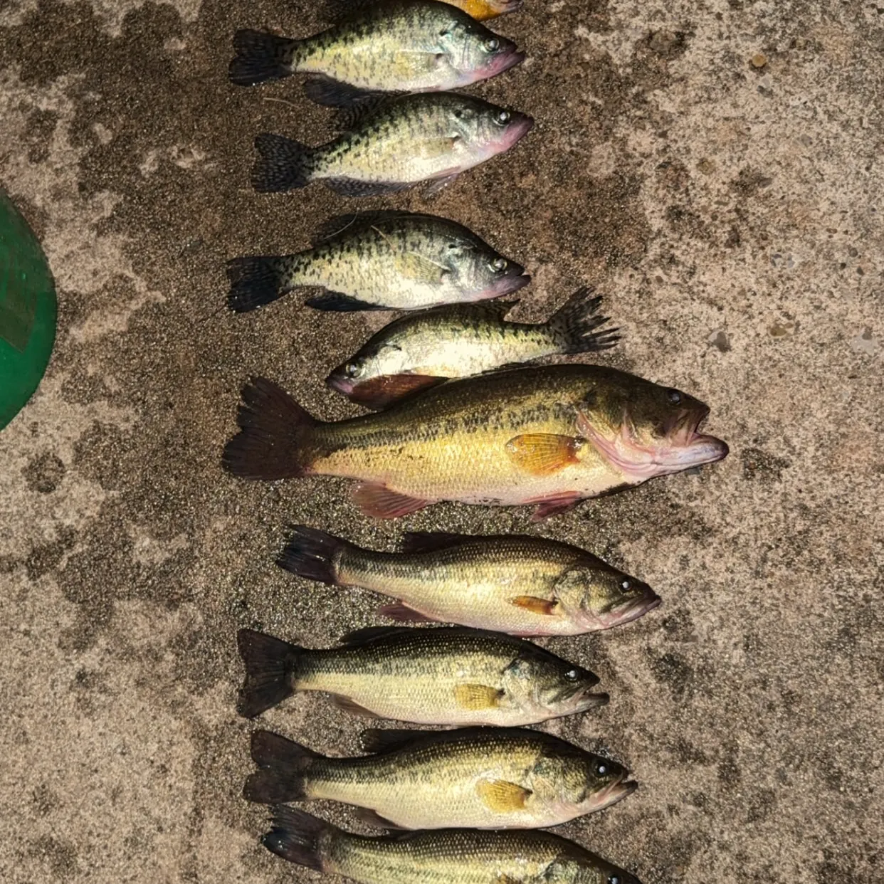 recently logged catches