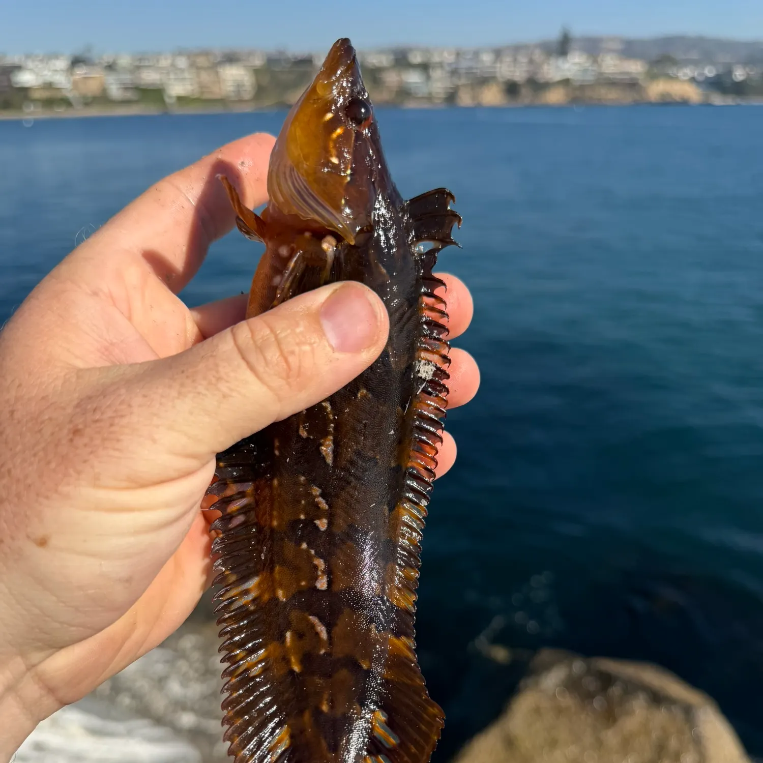 The most recent Giant kelpfish catches on Fishbrain
