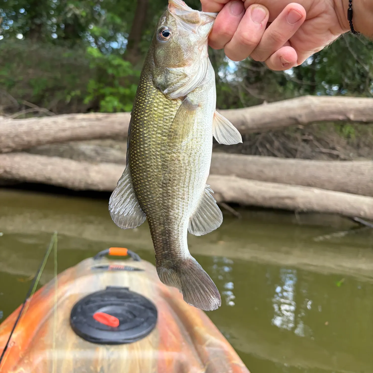 Spotted bass caught on Fishbrain