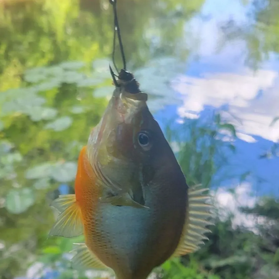The most recent Redbreast sunfish catches on Fishbrain