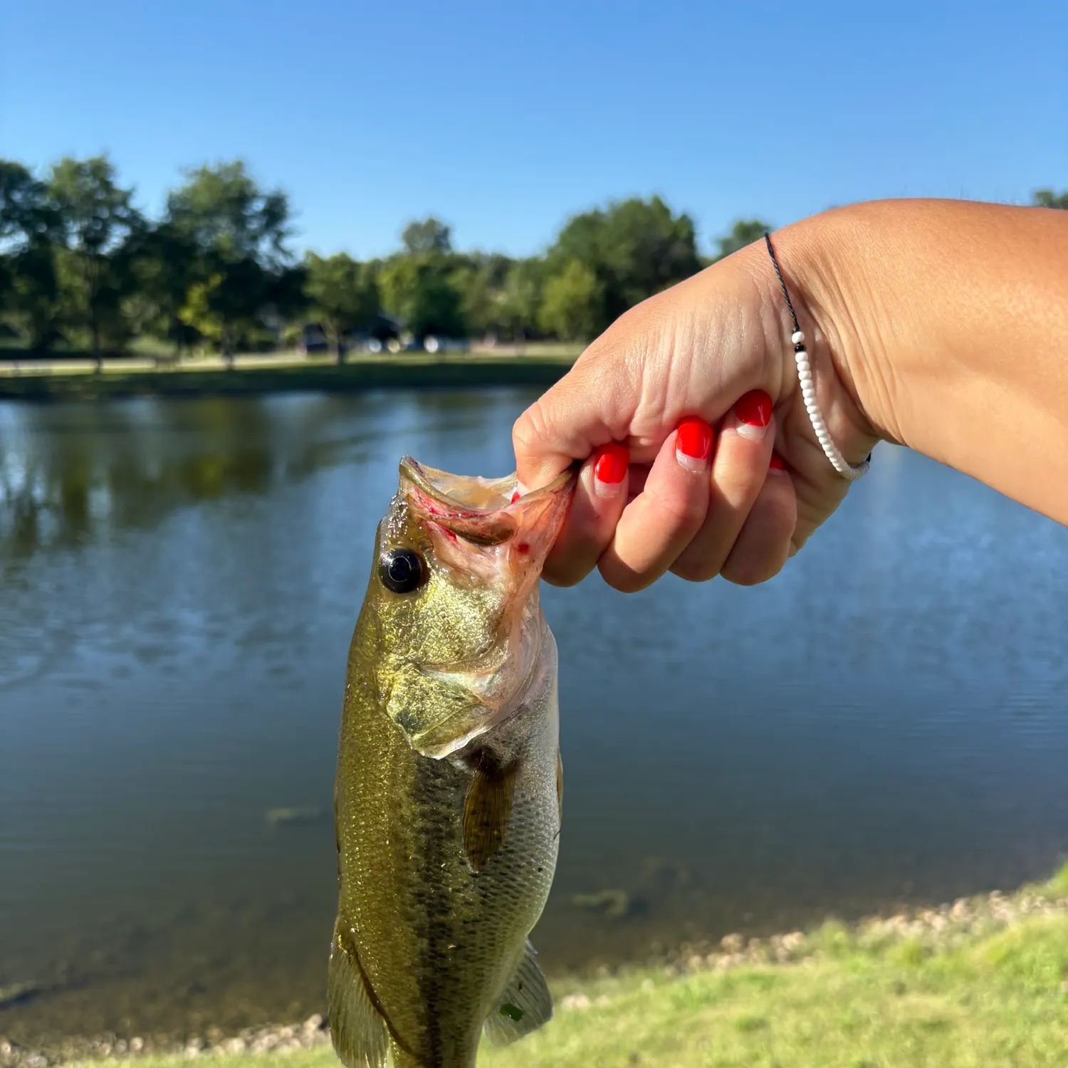 Largemouth bass caught on Fishbrain