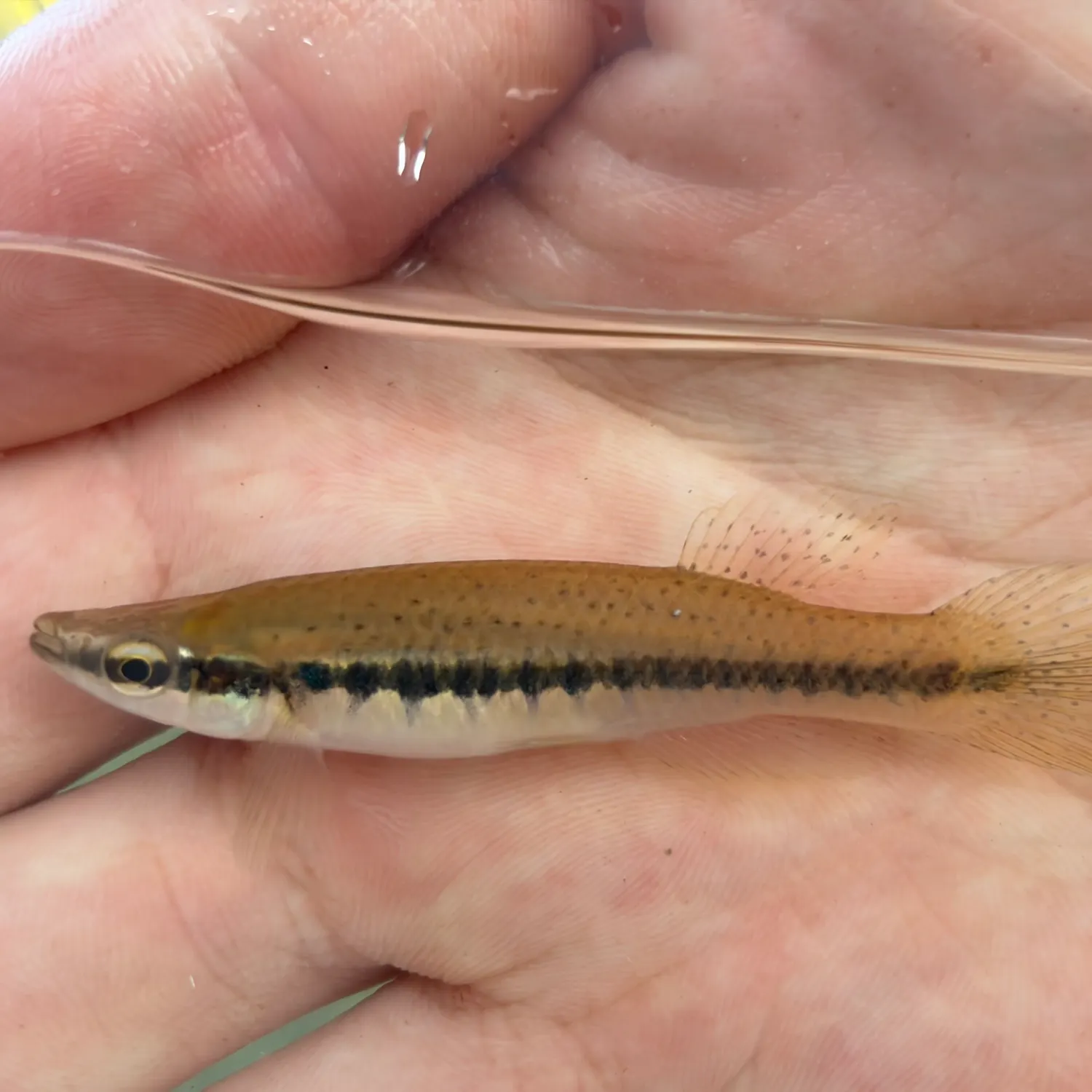 The most recent Blackspotted topminnow catches on Fishbrain