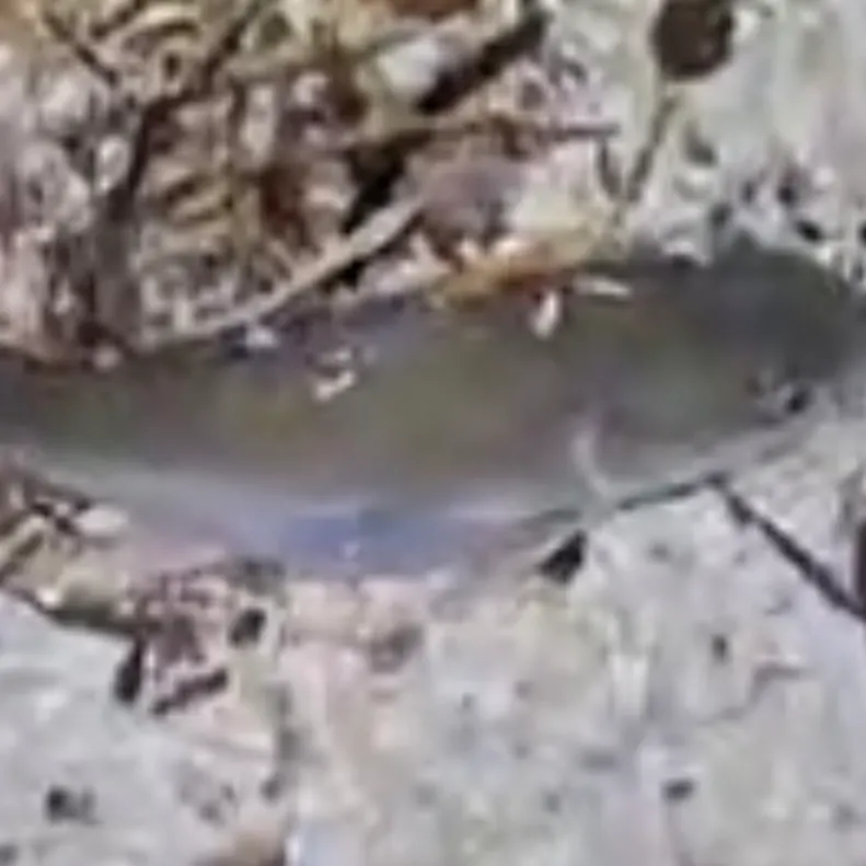 The most recent Hardhead sea catfish catches on Fishbrain