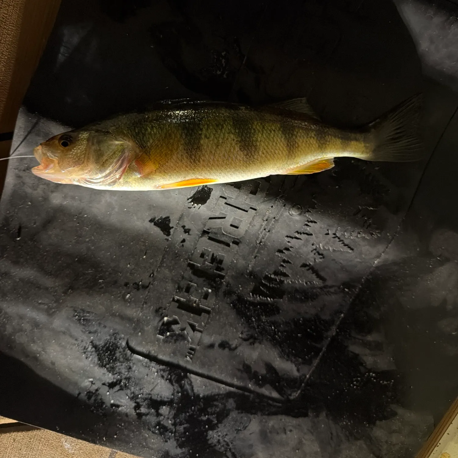 Yellow perch caught on Fishbrain