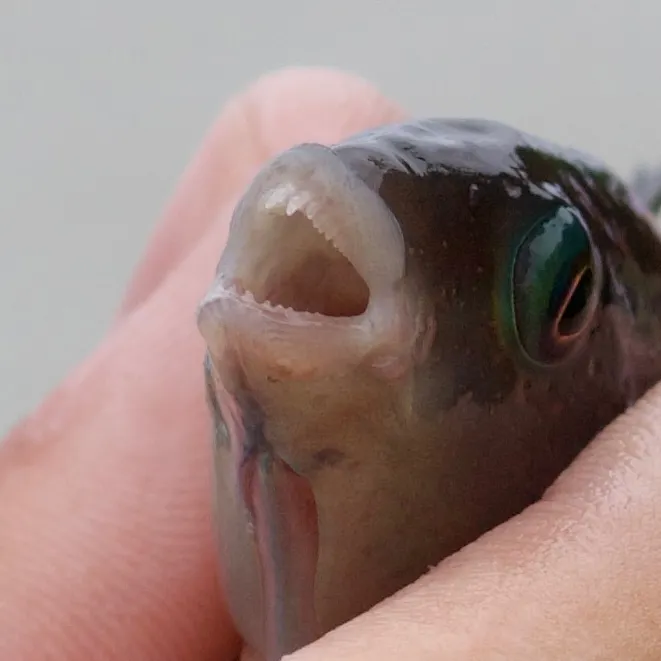 The most recent Saddle wrasse catches on Fishbrain