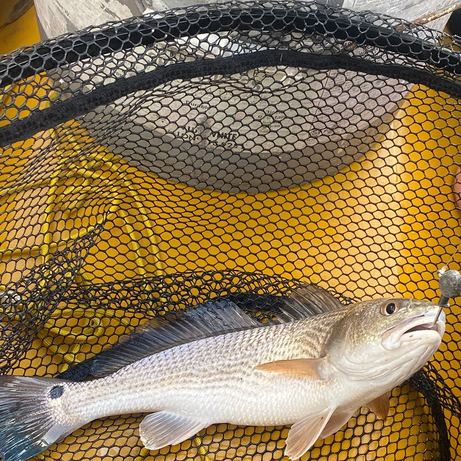 angler catch