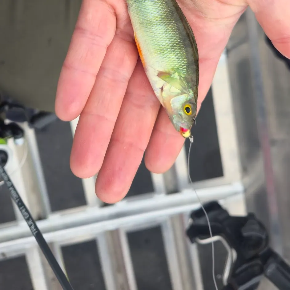 Yellow perch caught on Fishbrain