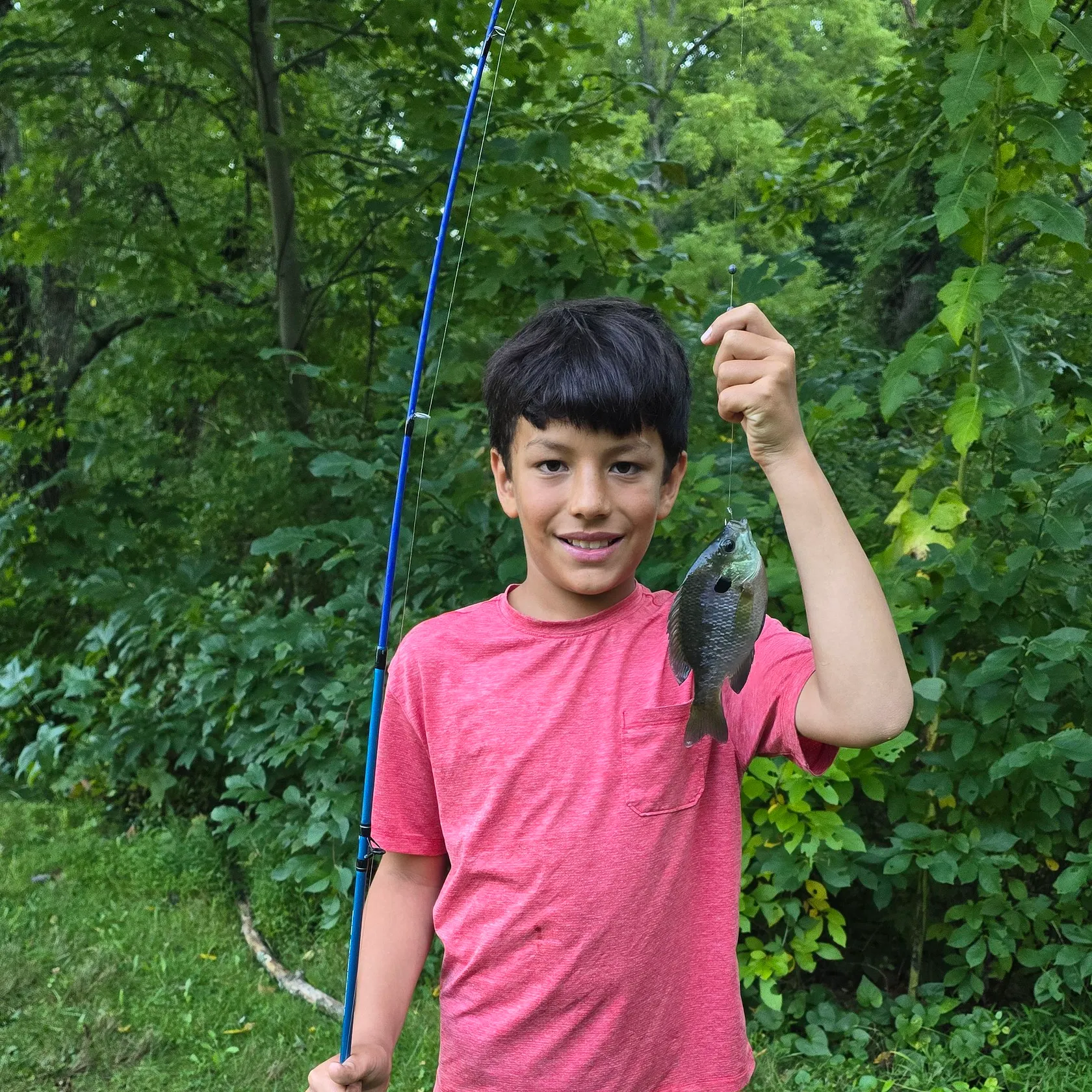 Bluegill caught on Fishbrain