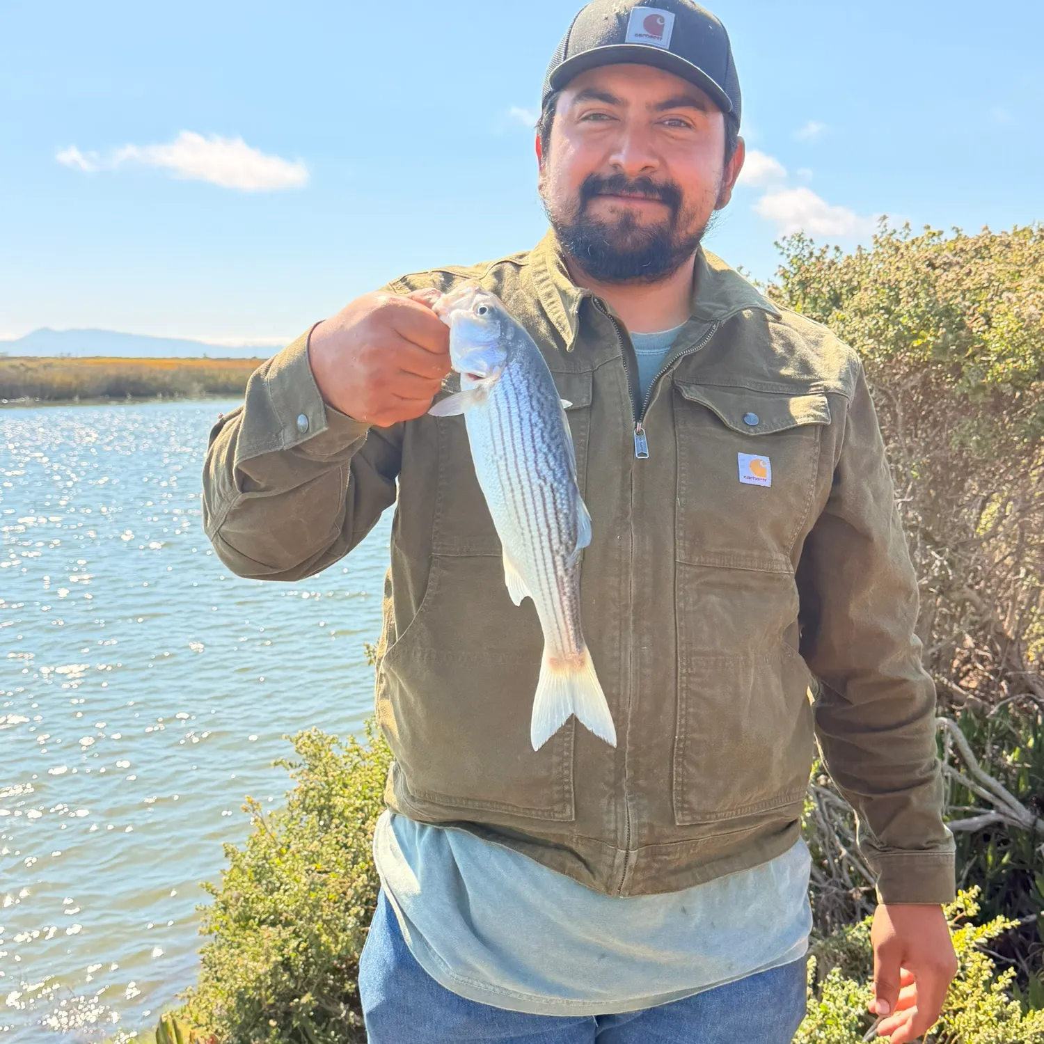 Striped bass caught on Fishbrain
