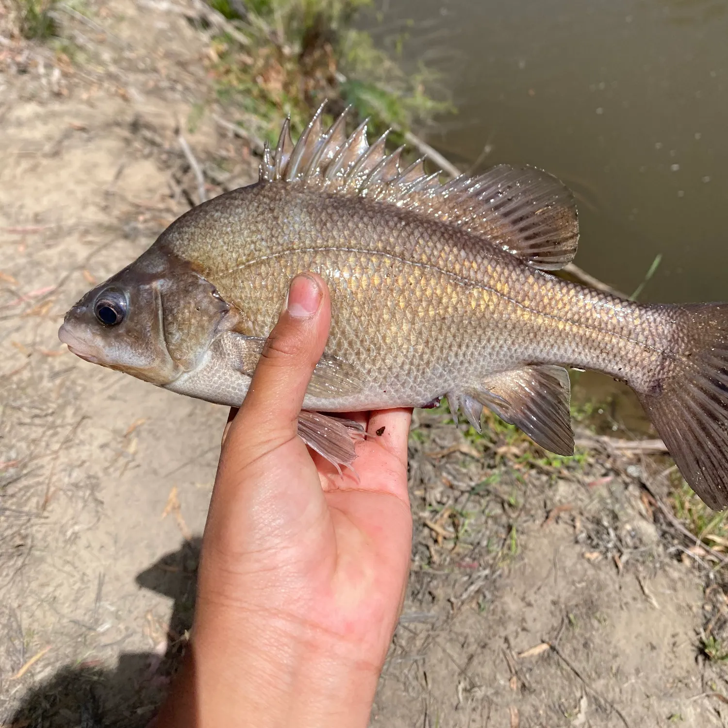 The most recent Macquarie perch catches on Fishbrain