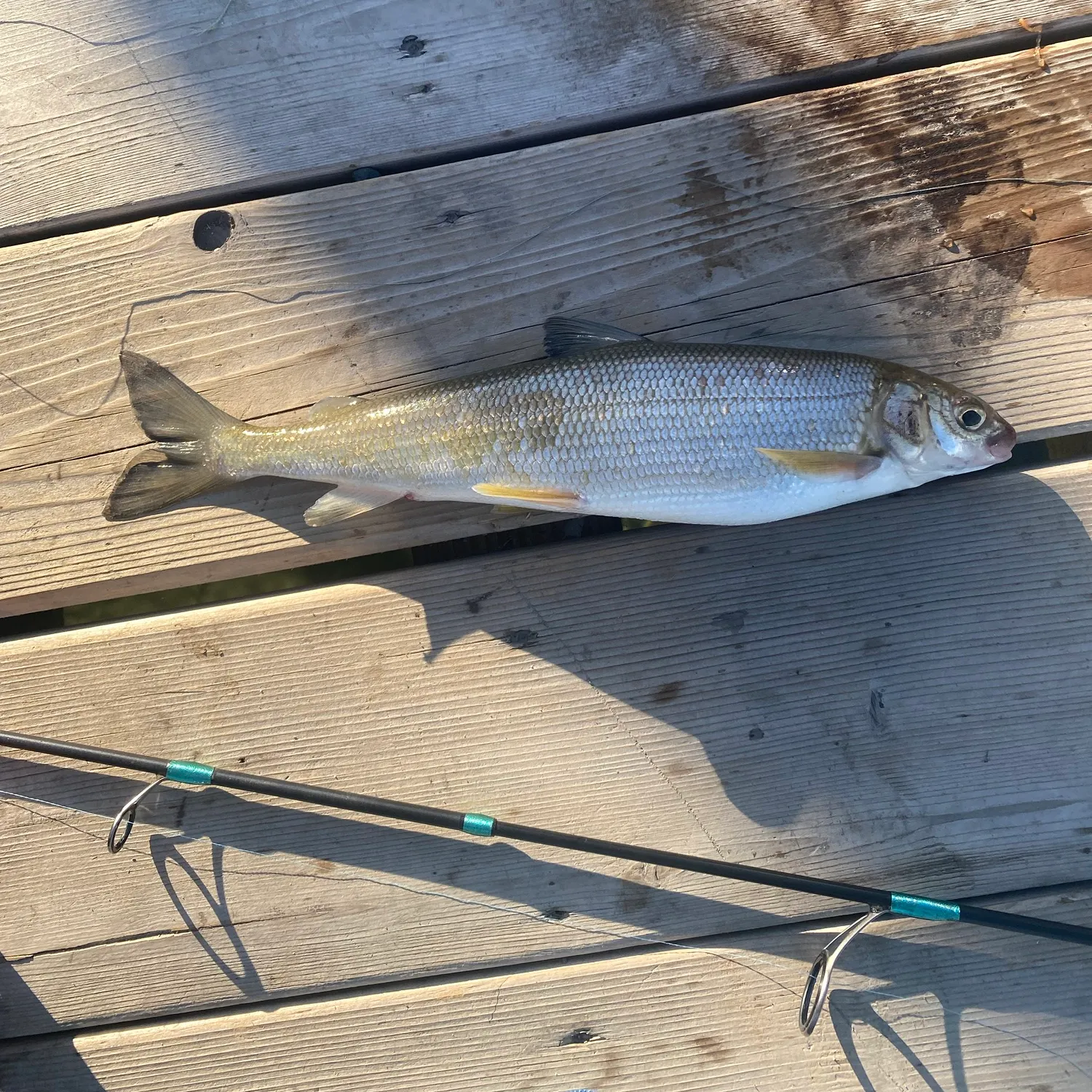 Mountain whitefish caught on Fishbrain