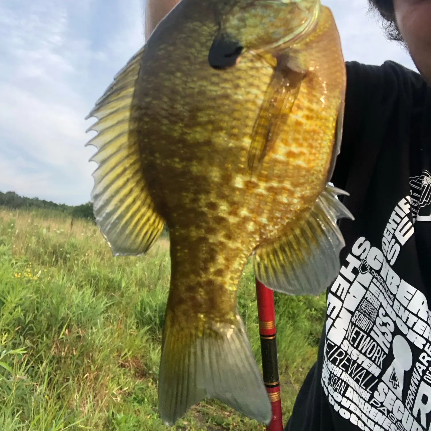 Greengill hybrid caught on Fishbrain