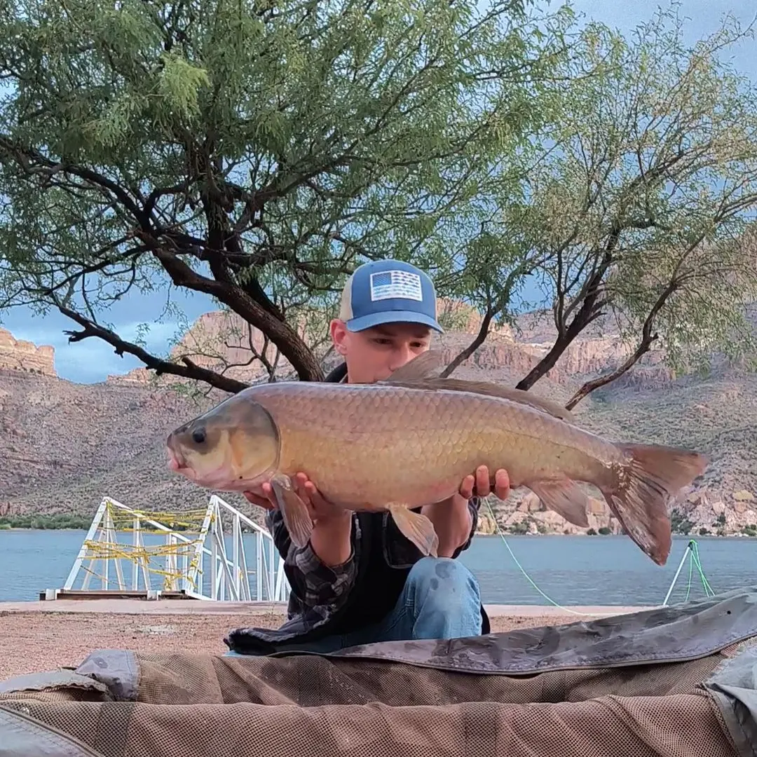 The most recent Bigmouth buffalo catches on Fishbrain